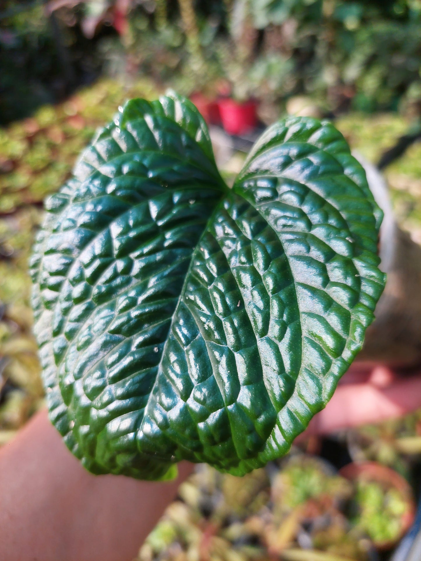 Anthurium Splendidum with 3 Leaves (EXACT PLANT)