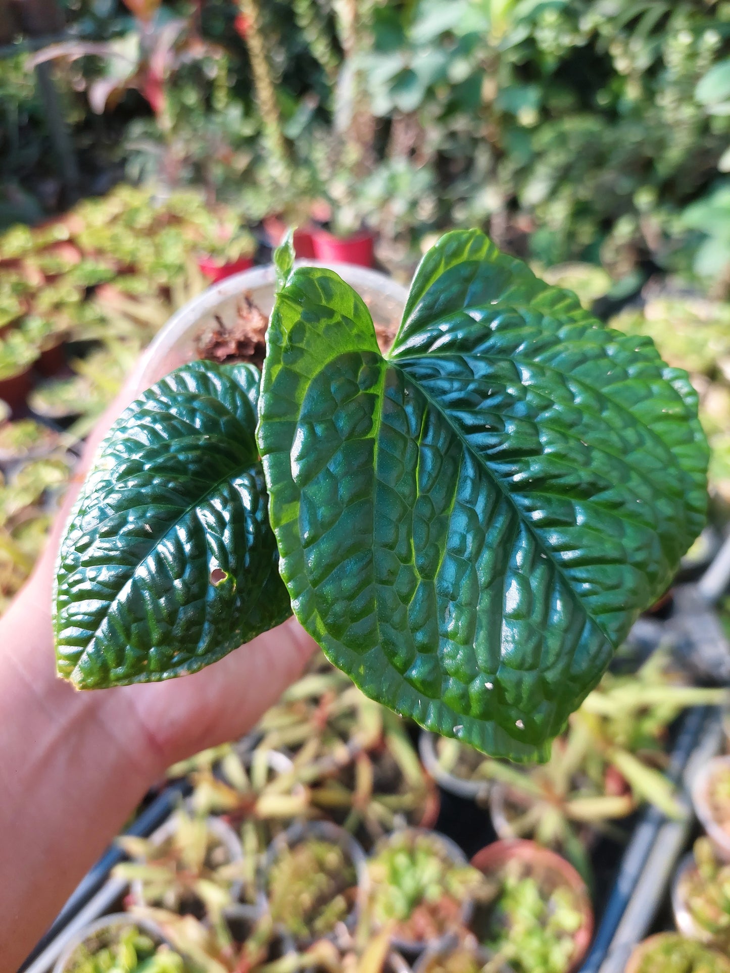 Anthurium Splendidum with 3 Leaves (EXACT PLANT)