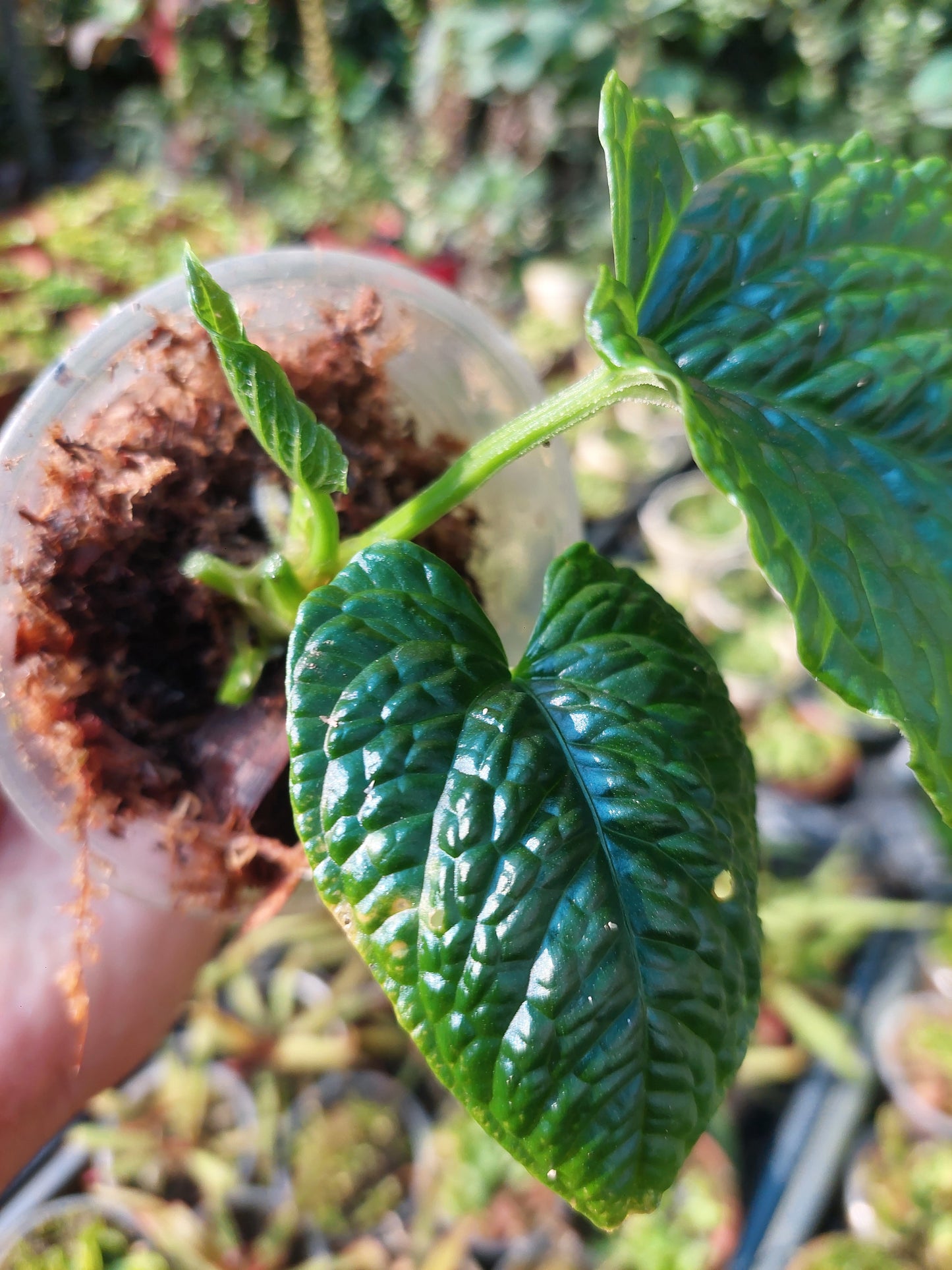 Anthurium Splendidum with 3 Leaves (EXACT PLANT)