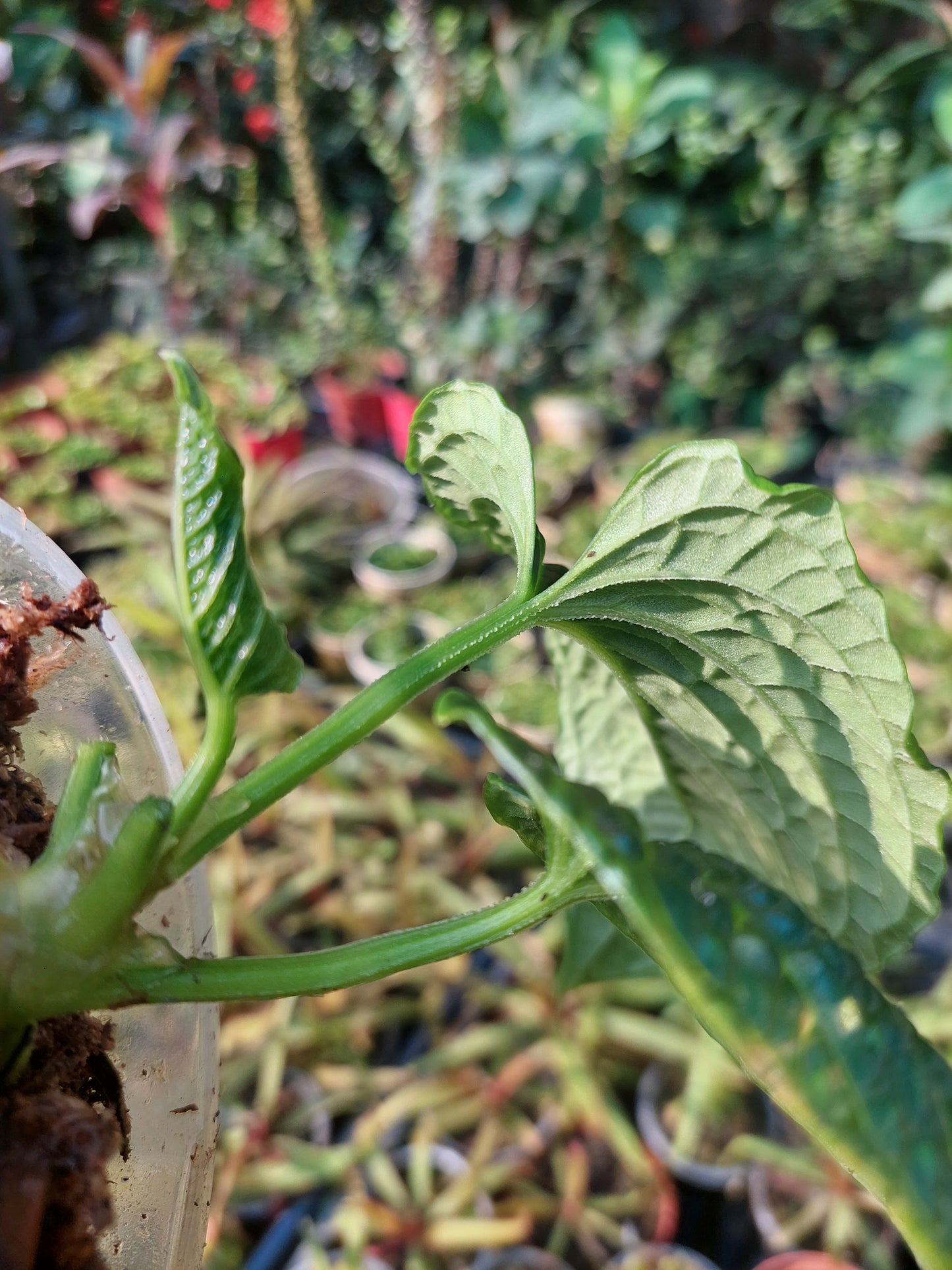 Anthurium Splendidum with 3 Leaves (EXACT PLANT)