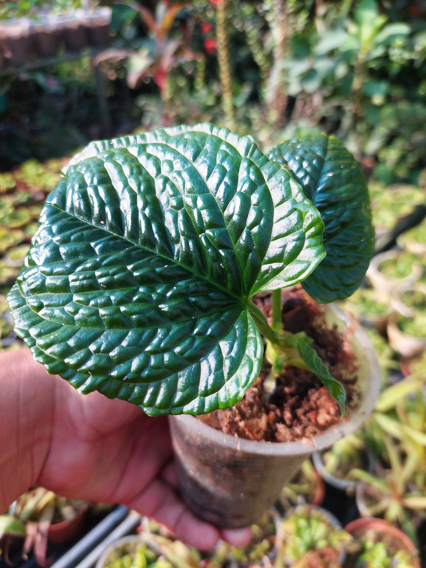 Anthurium Splendidum with 3 Leaves (EXACT PLANT)