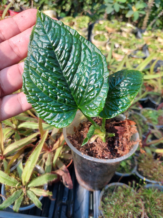 Anthurium Splendidum with 3 Leaves (EXACT PLANT)