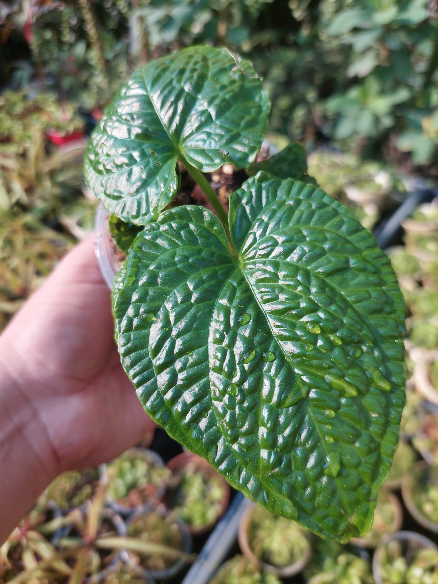 Anthurium Splendidum with 4 Leaves (EXACT PLANT)