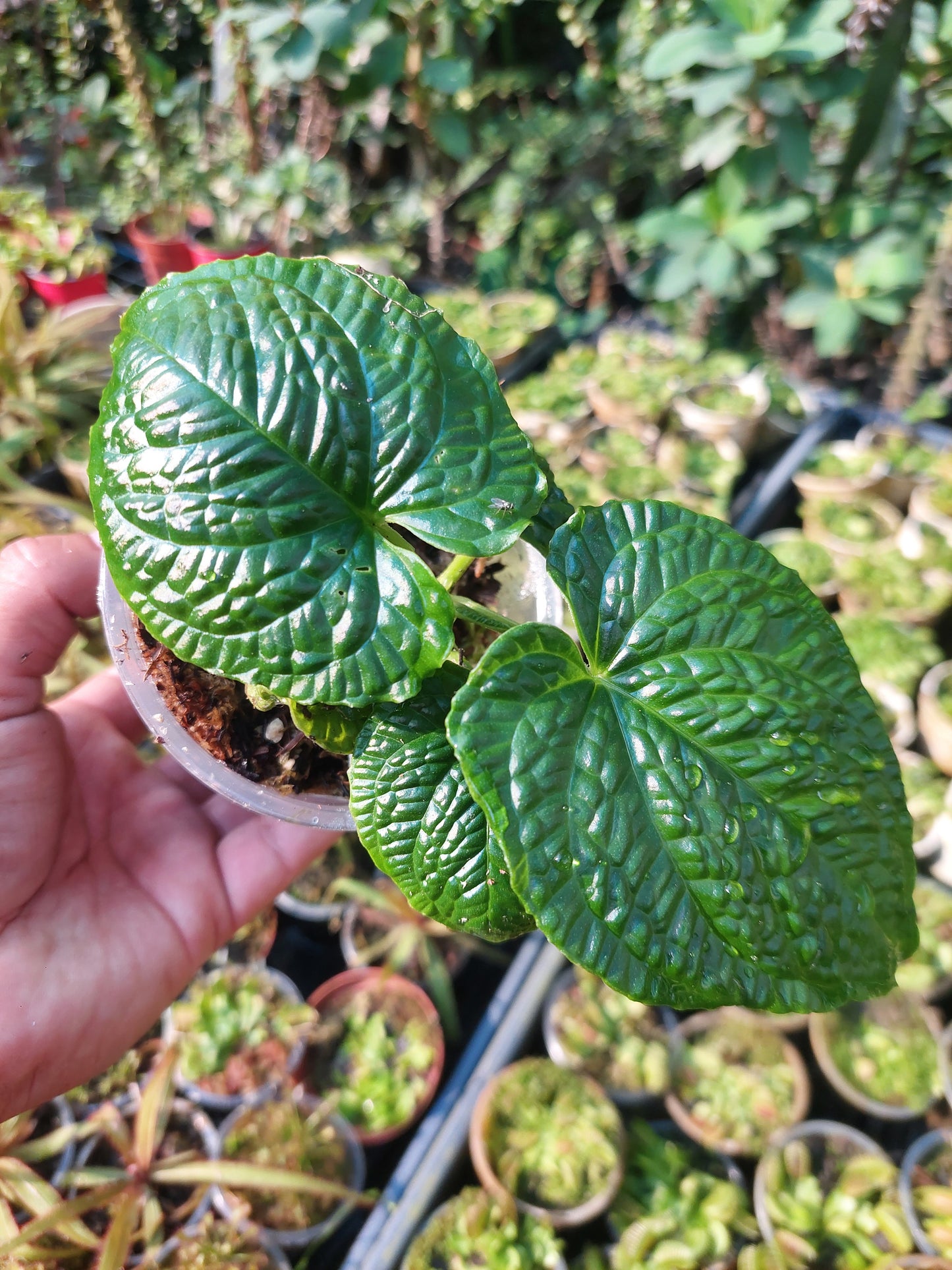 Anthurium Splendidum with 4 Leaves (EXACT PLANT)