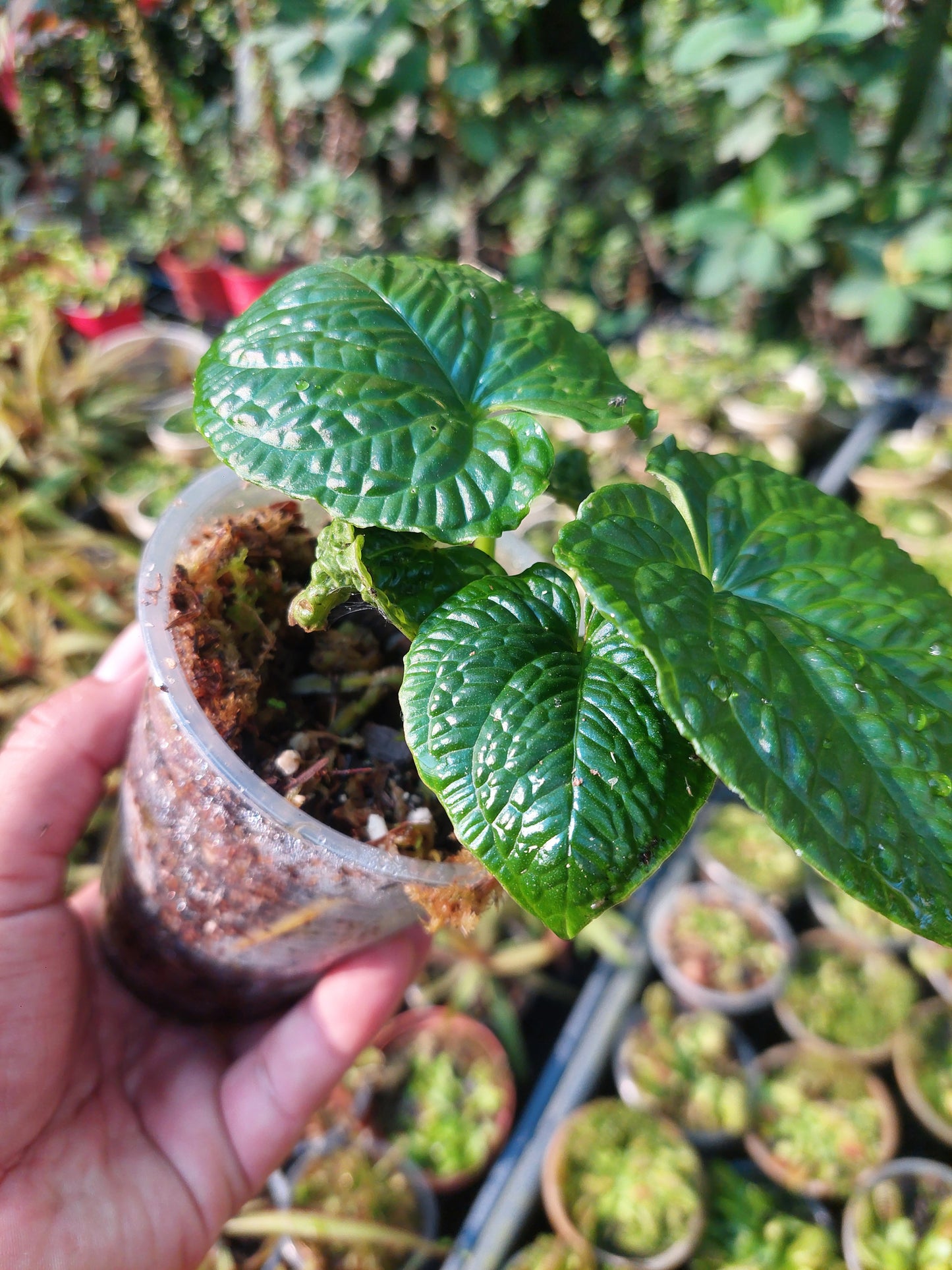 Anthurium Splendidum with 4 Leaves (EXACT PLANT)