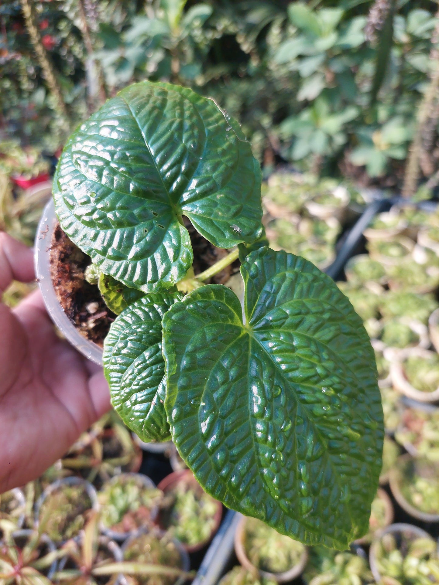 Anthurium Splendidum with 4 Leaves (EXACT PLANT)