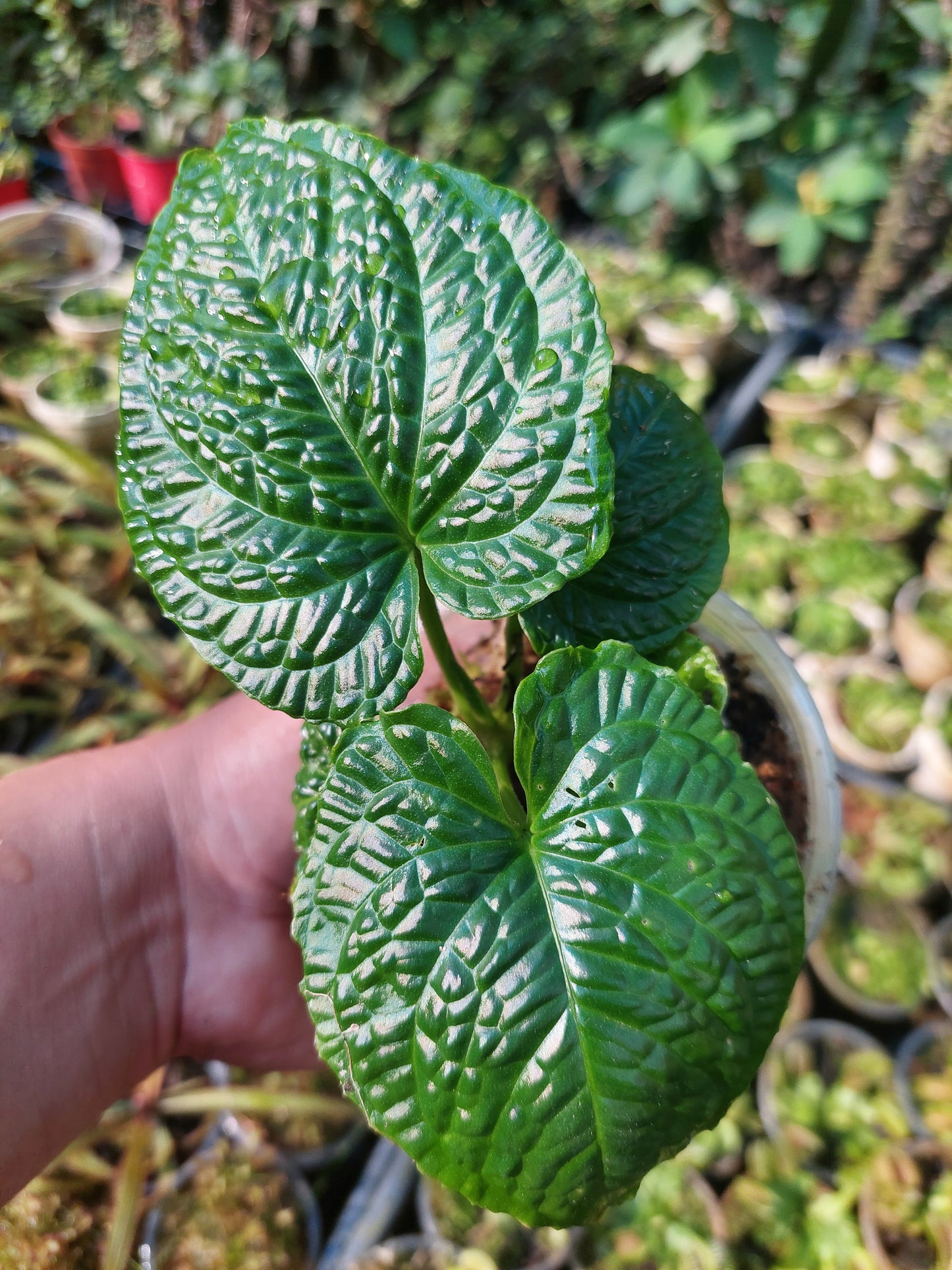 Anthurium Splendidum with 4 Leaves (EXACT PLANT)