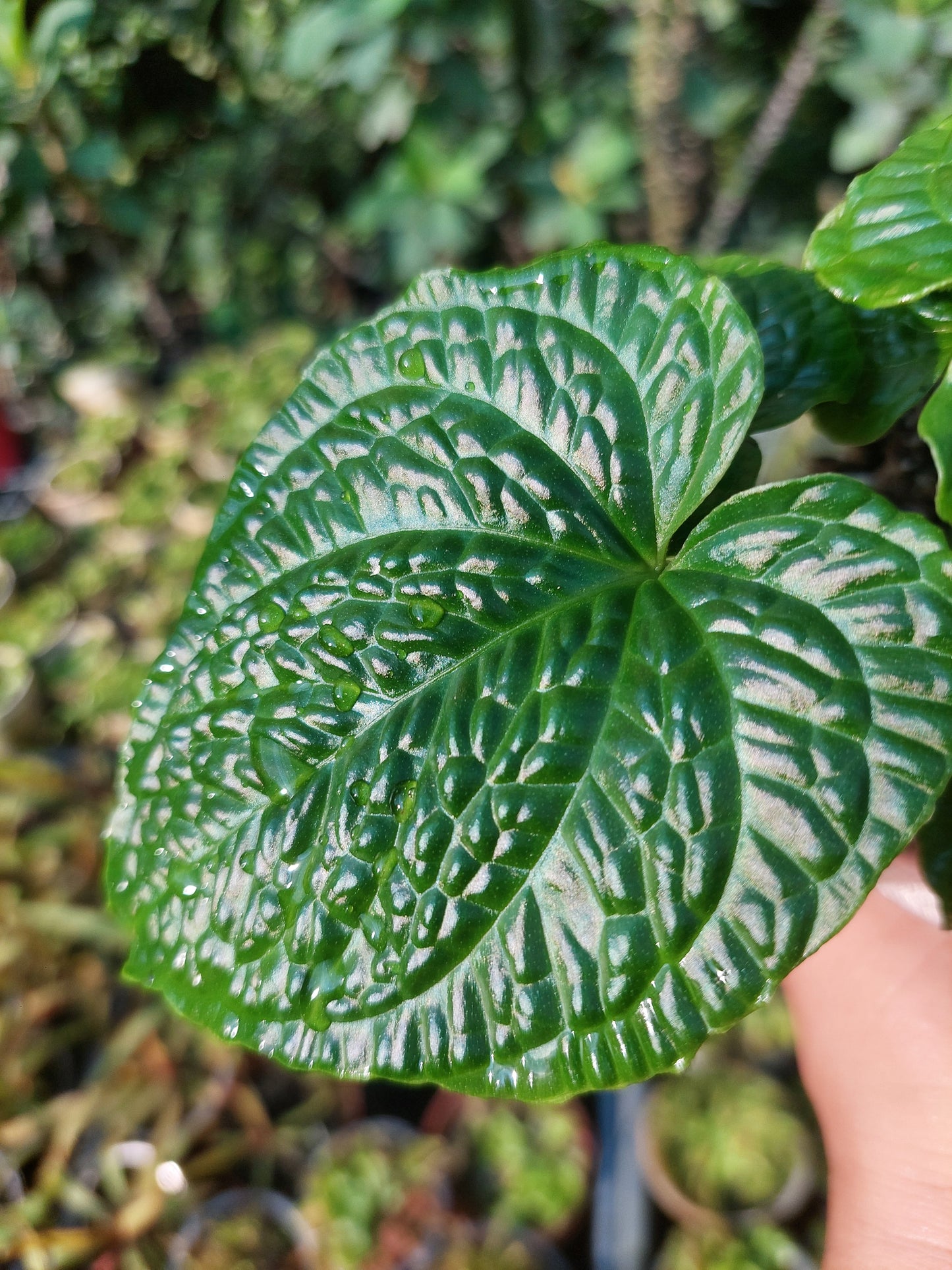 Anthurium Splendidum with 4 Leaves (EXACT PLANT)