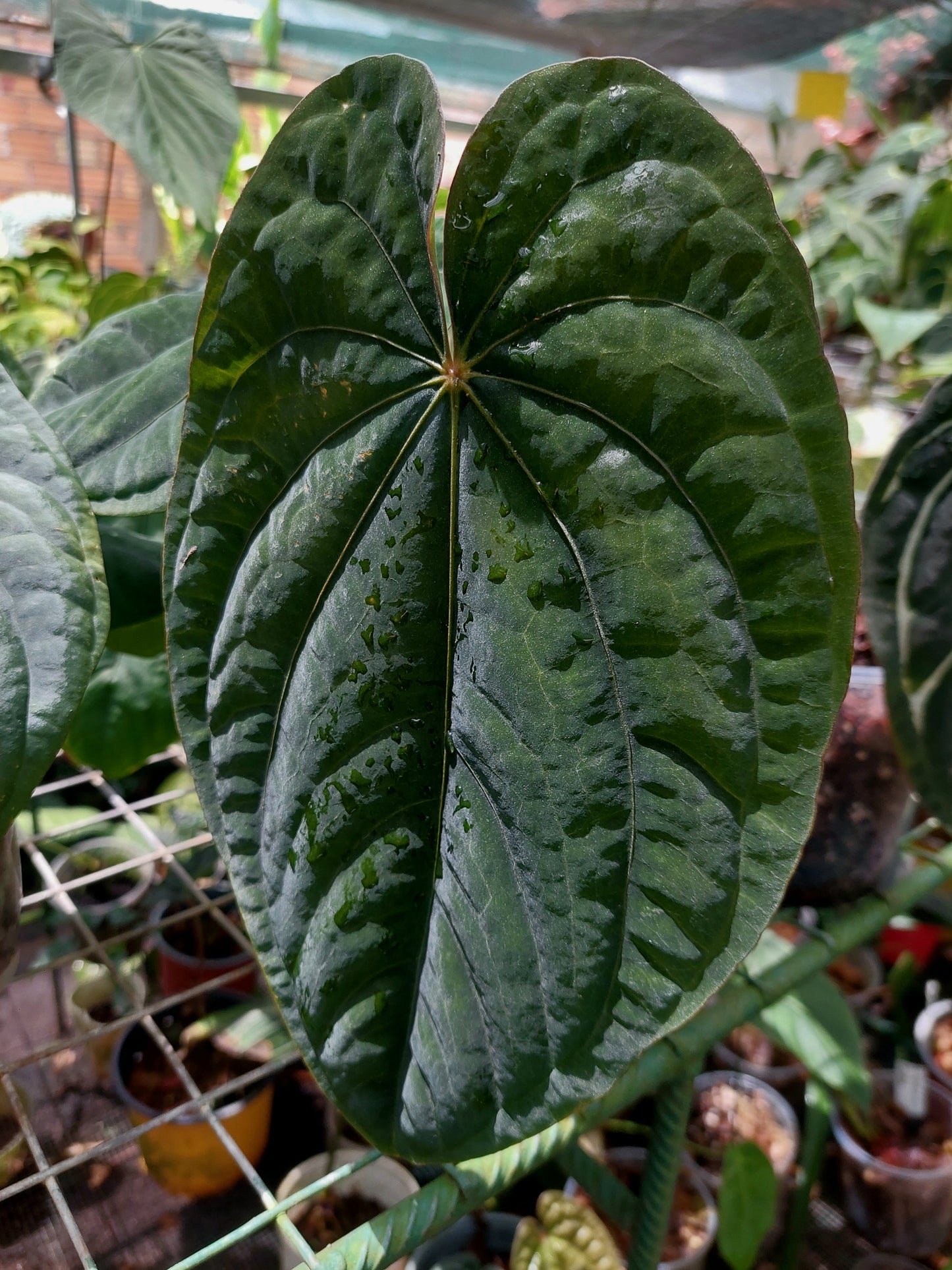 Anthurium Dressleri Eastern Panama Pure Specie (EXACT PLANT)