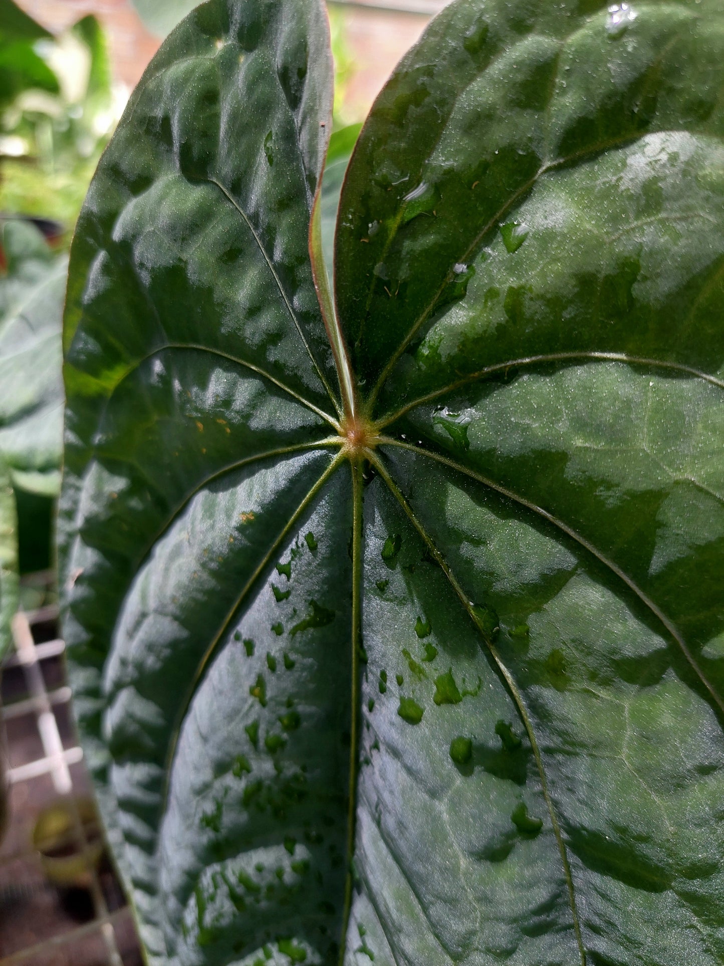 Anthurium Dressleri Eastern Panama Pure Specie (EXACT PLANT)