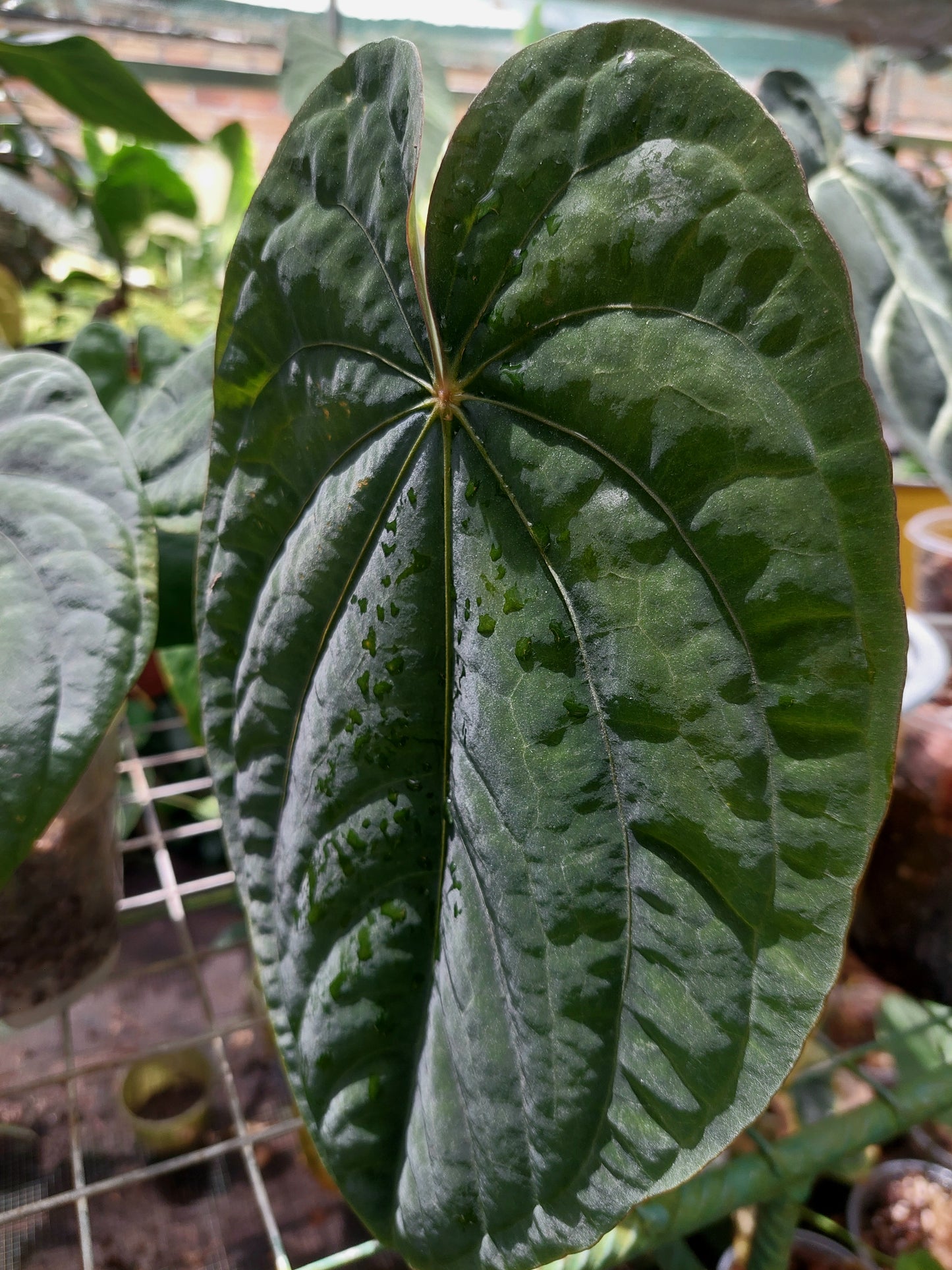 Anthurium Dressleri Eastern Panama Pure Specie (EXACT PLANT)