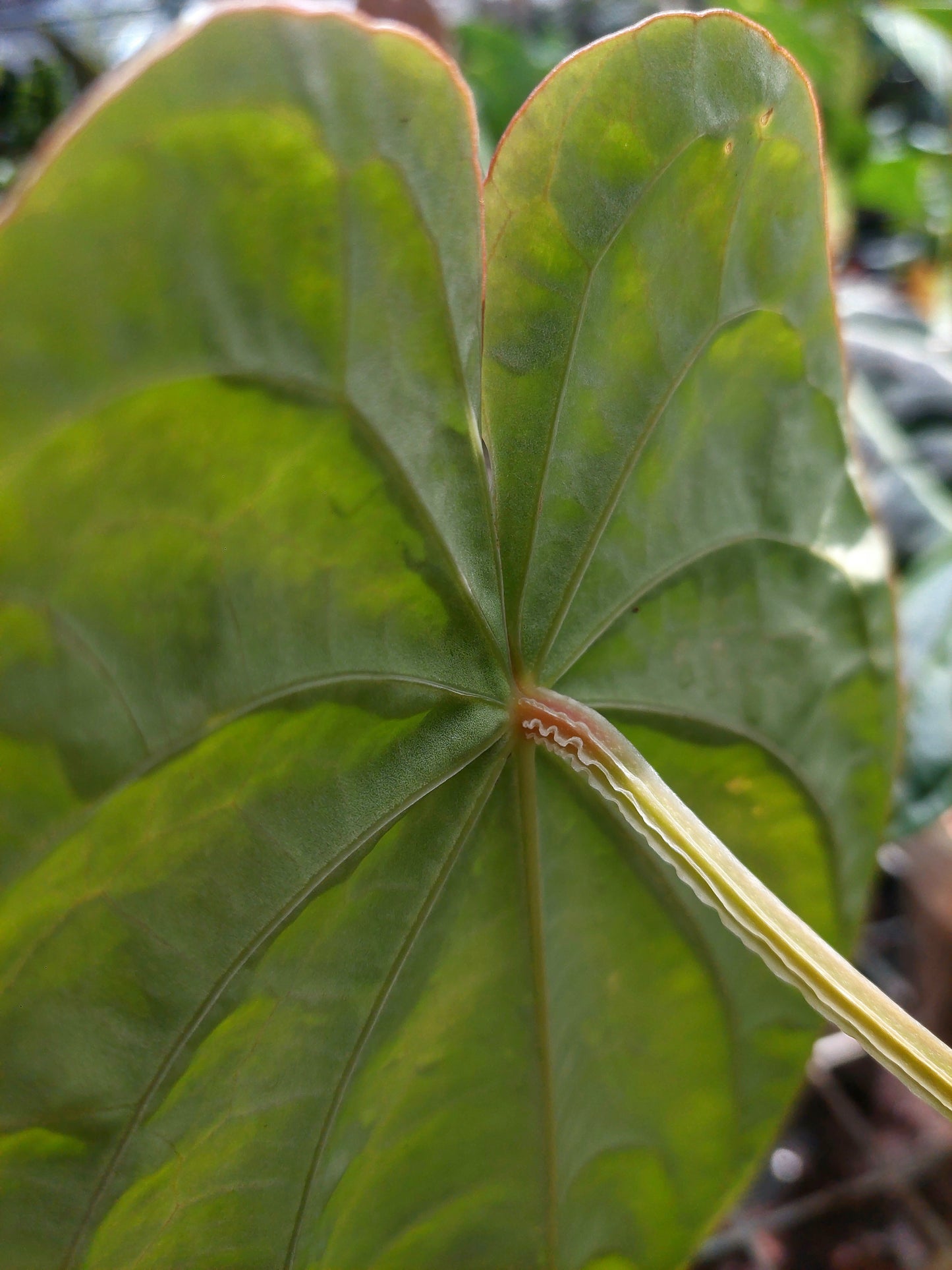 Anthurium Dressleri Eastern Panama Pure Specie (EXACT PLANT)