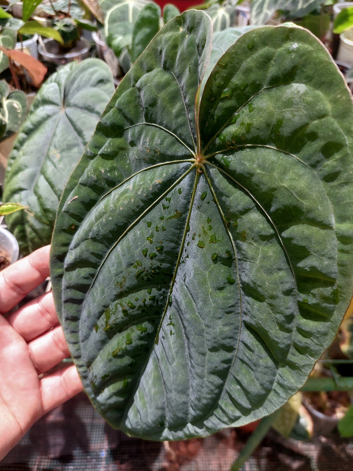 Anthurium Dressleri Eastern Panama Pure Specie (EXACT PLANT)