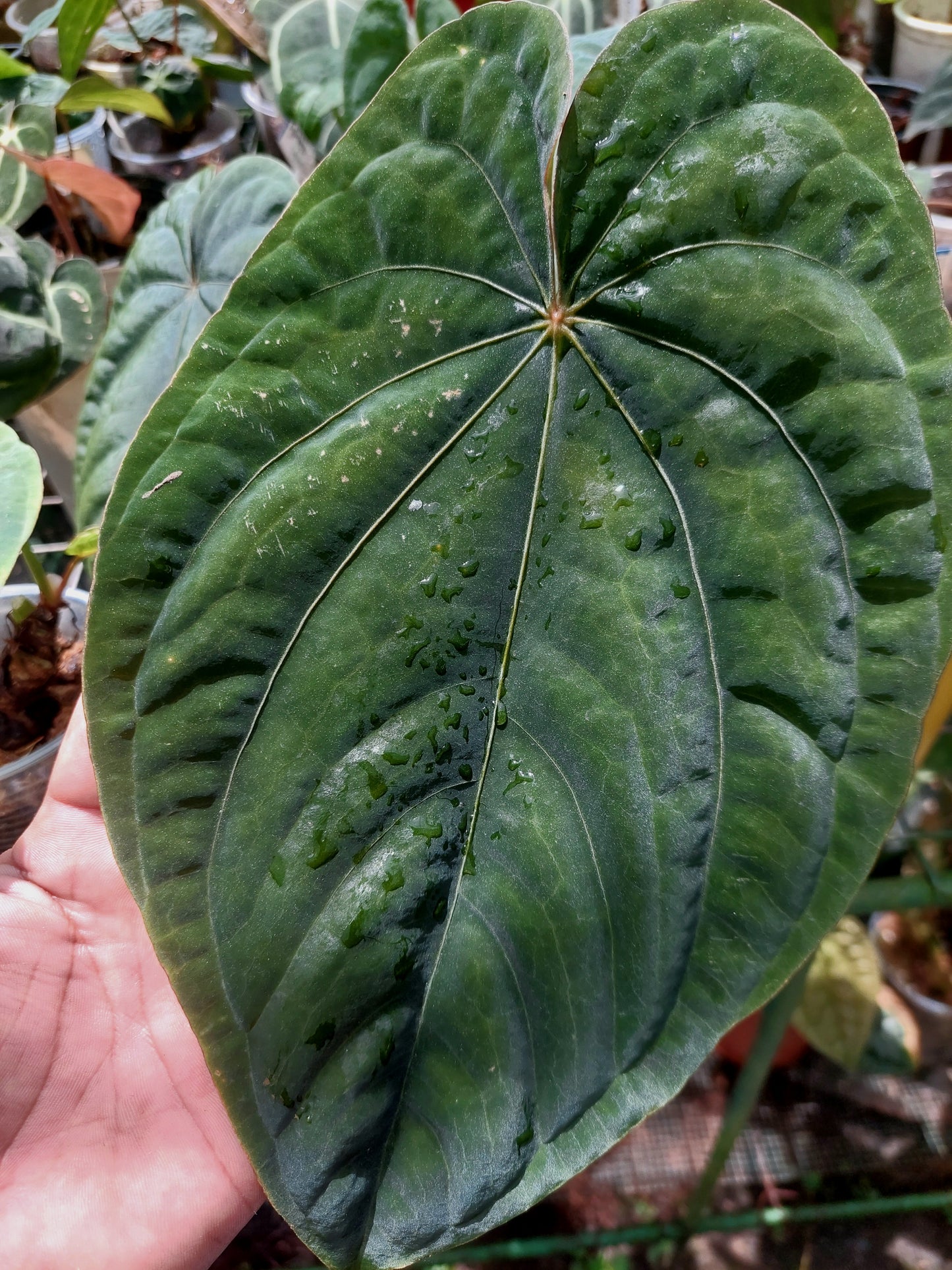 Anthurium Dressleri Eastern Panama Pure Specie (EXACT PLANT)