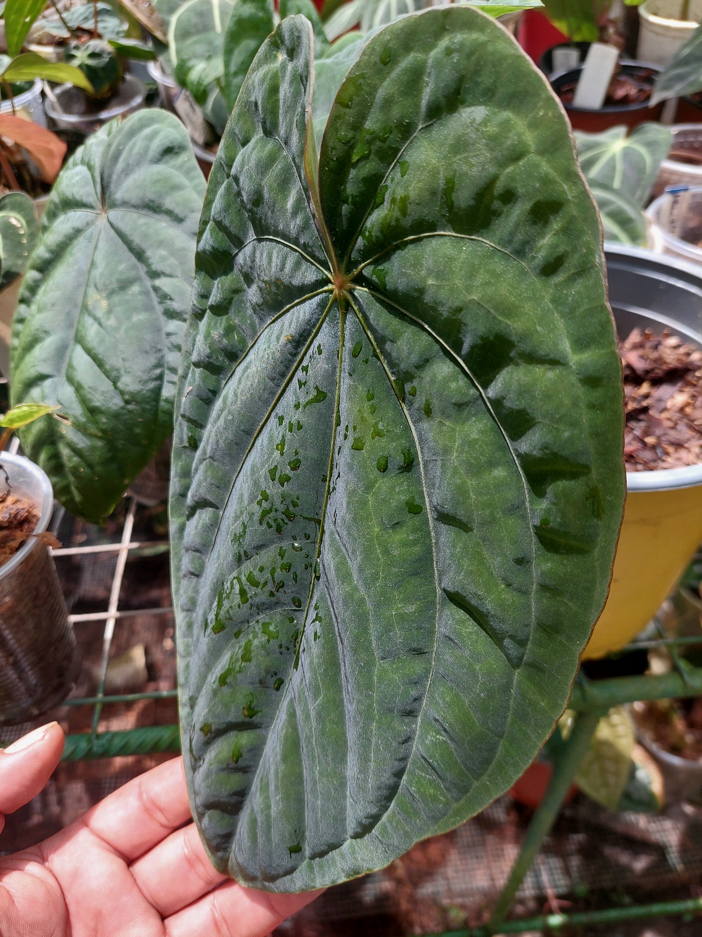 Anthurium Dressleri Eastern Panama Pure Specie (EXACT PLANT)