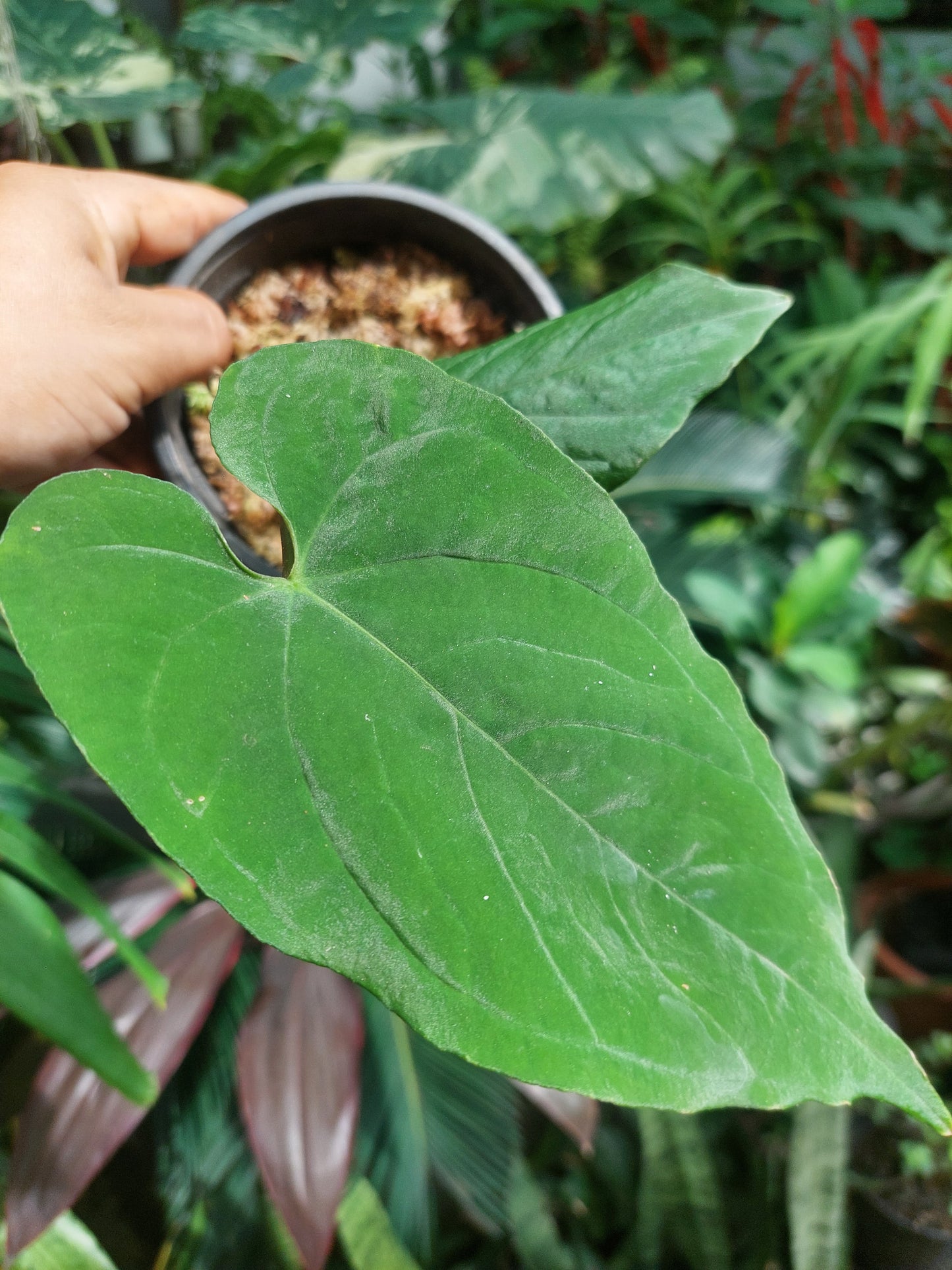 Anthurium Sp. Purple with 2 Leaves (EXACT PLANT)