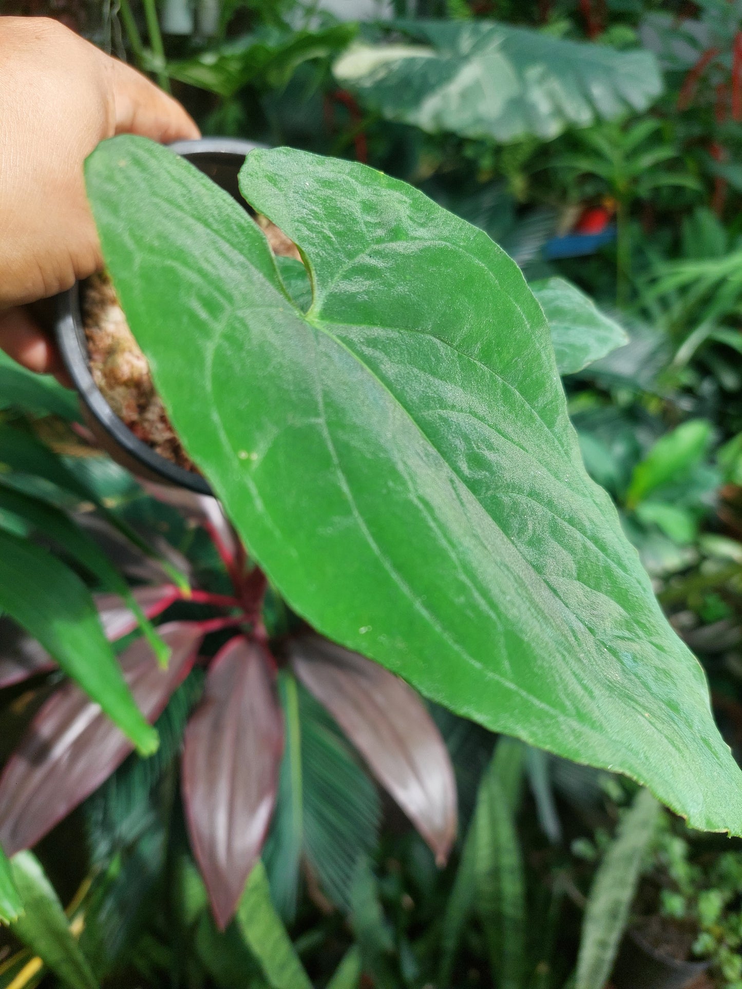 Anthurium Sp. Purple with 2 Leaves (EXACT PLANT)