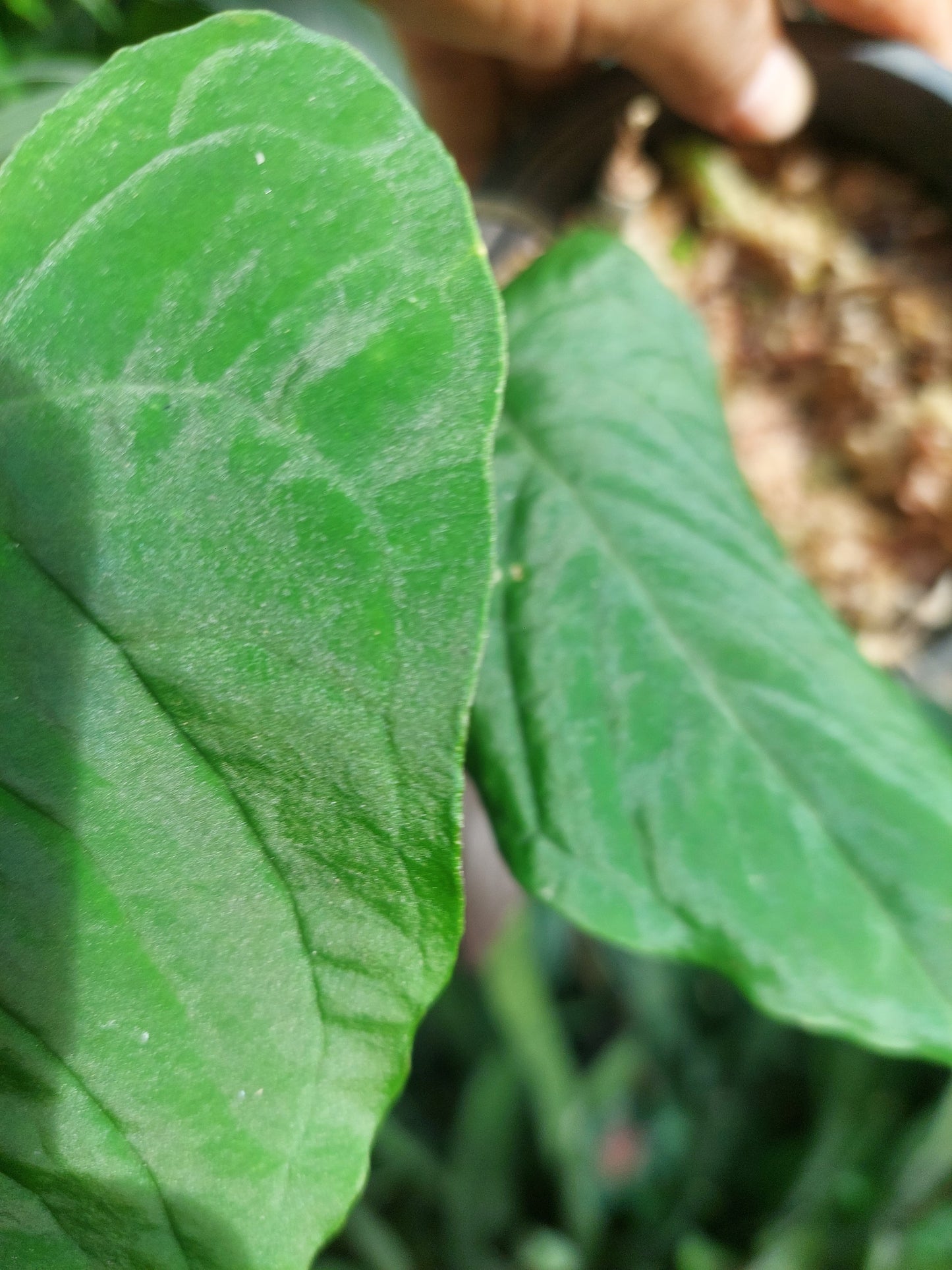 Anthurium Sp. Purple with 2 Leaves (EXACT PLANT)