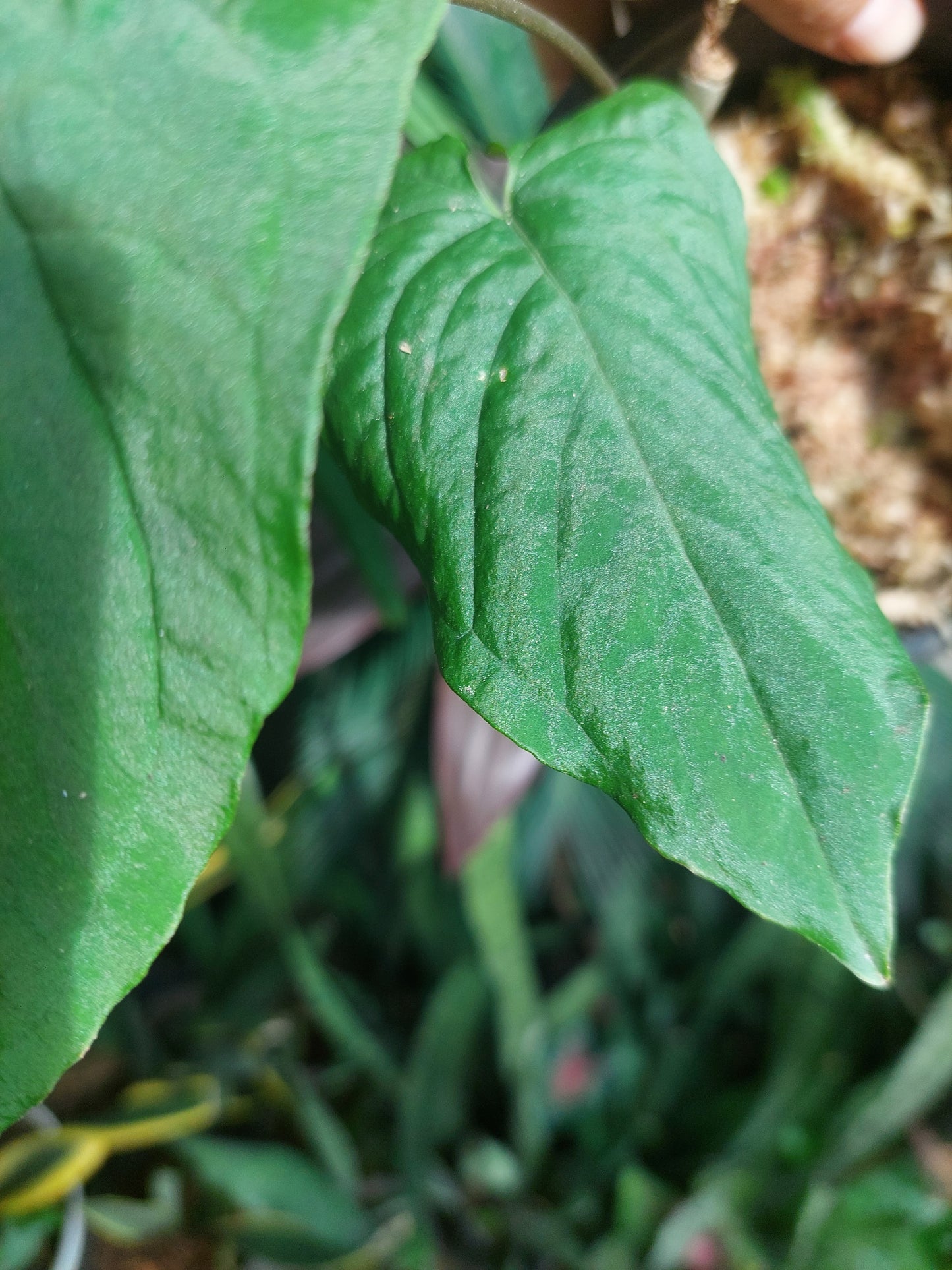 Anthurium Sp. Purple with 2 Leaves (EXACT PLANT)