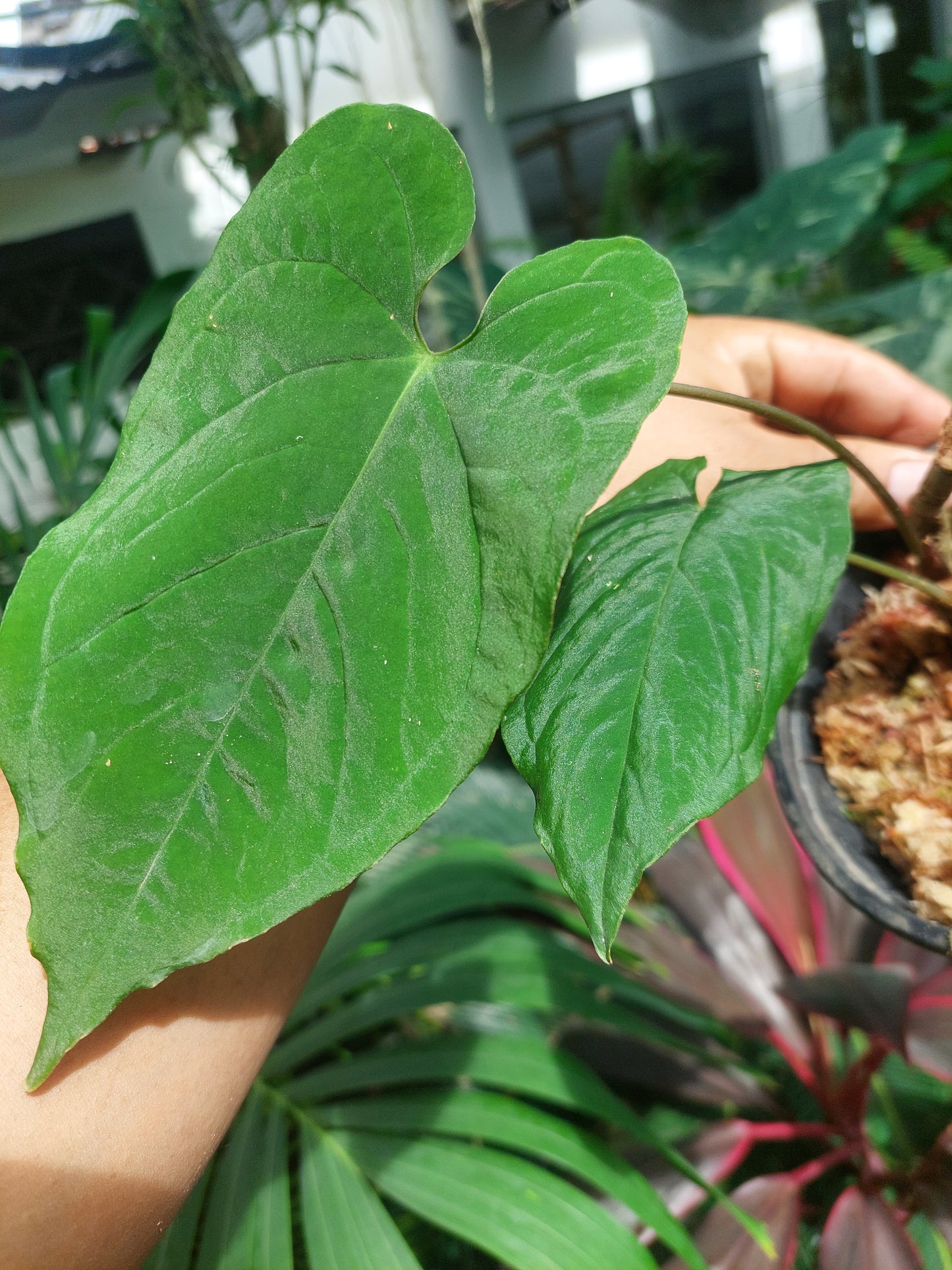 Anthurium Sp. Purple with 2 Leaves (EXACT PLANT)