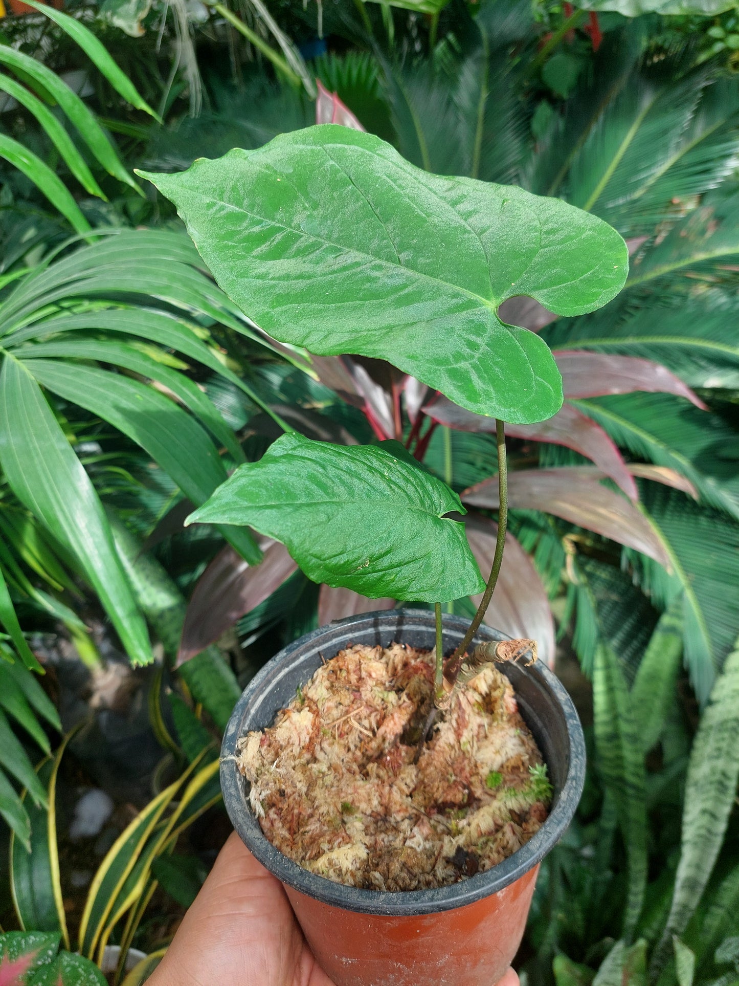 Anthurium Sp. Purple with 2 Leaves (EXACT PLANT)