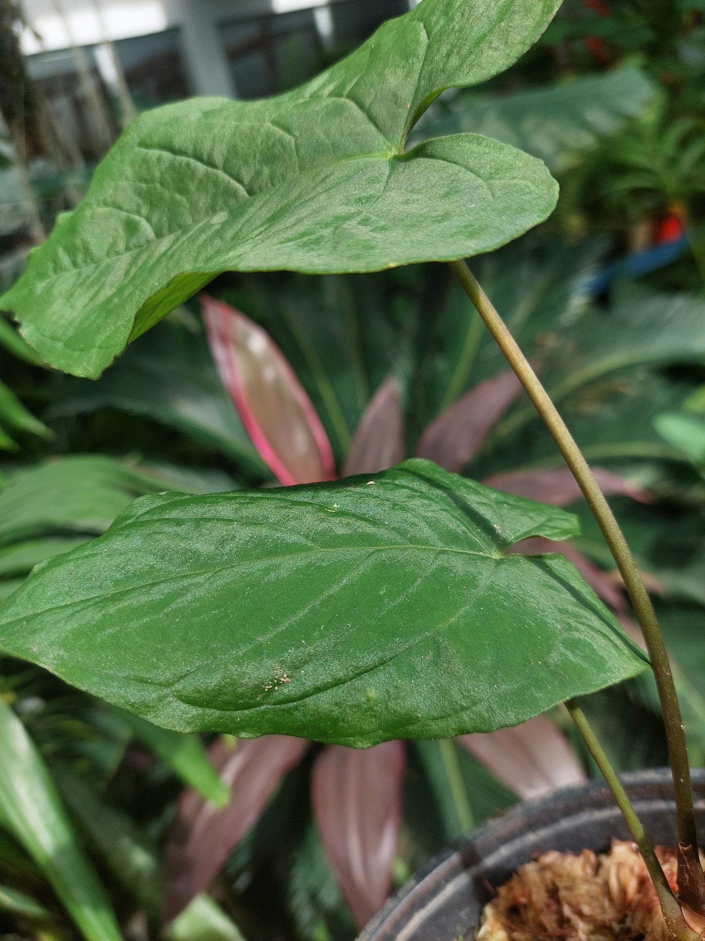 Anthurium Sp. Purple with 2 Leaves (EXACT PLANT)