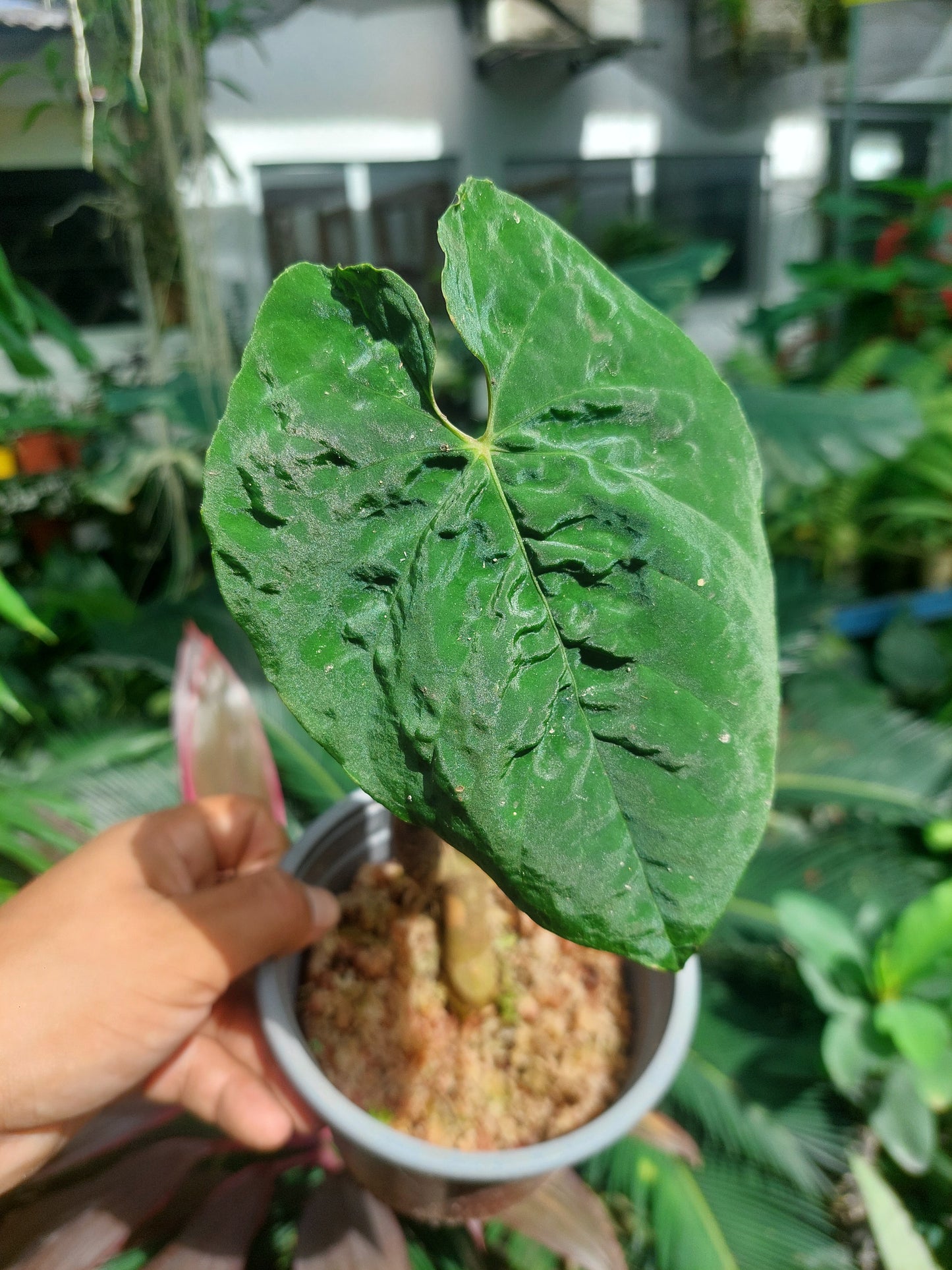 Anthurium Sp. 'Purple'  (EXACT PLANT)