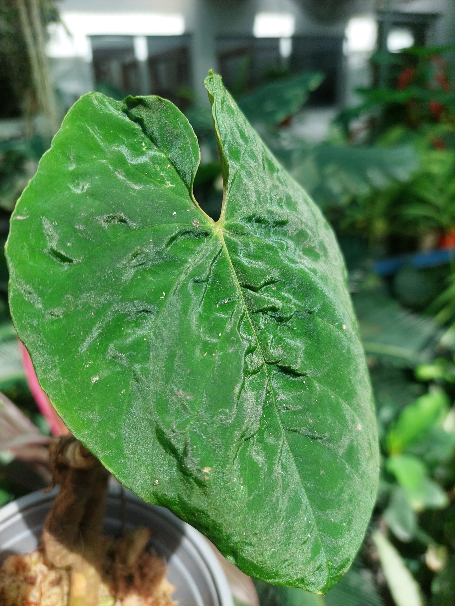 Anthurium Sp. 'Purple'  (EXACT PLANT)