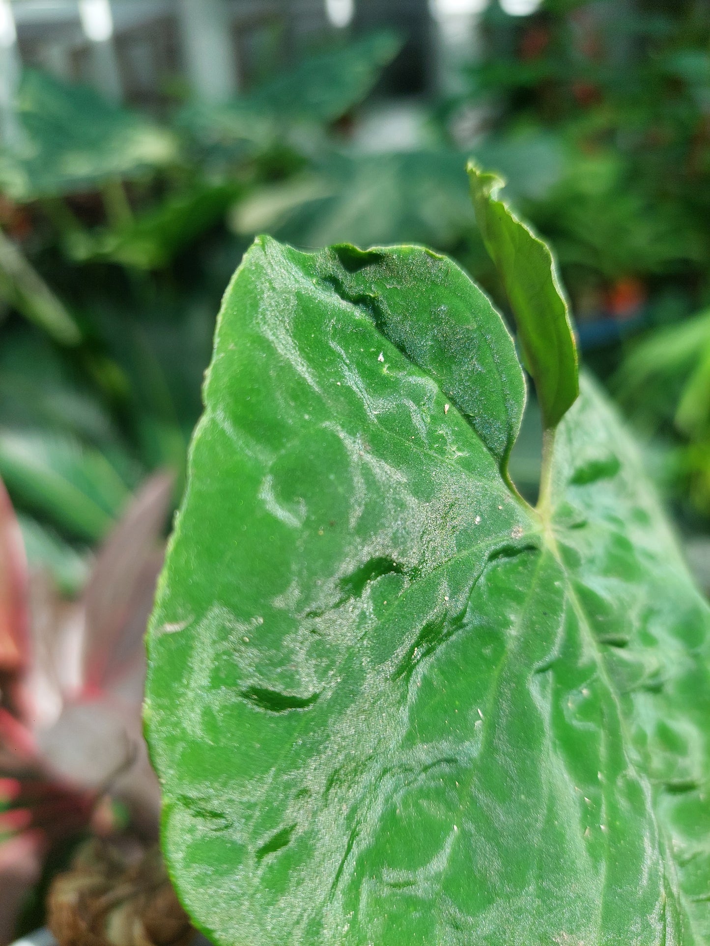 Anthurium Sp. 'Purple'  (EXACT PLANT)