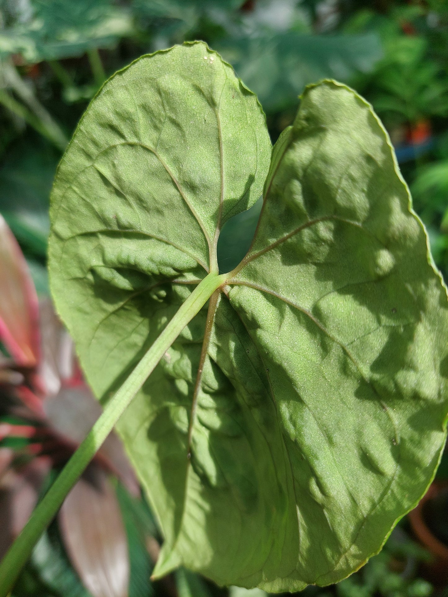 Anthurium Sp. 'Purple'  (EXACT PLANT)