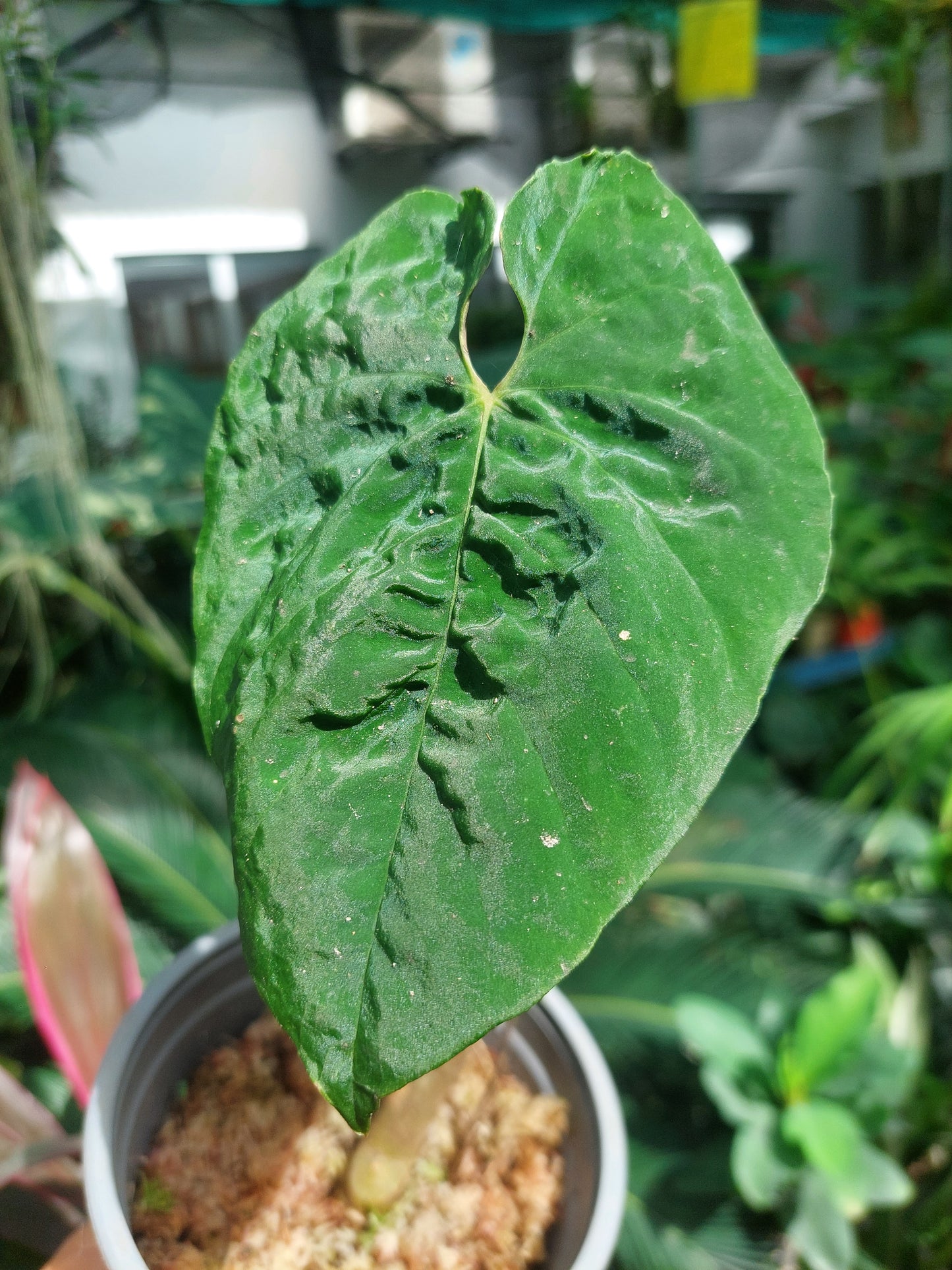 Anthurium Sp. 'Purple'  (EXACT PLANT)