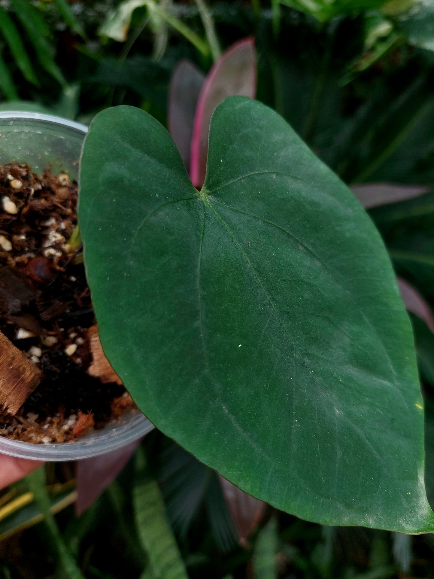 Anthurium Dressleri "Rio Guanche" (EXACT PLANT)