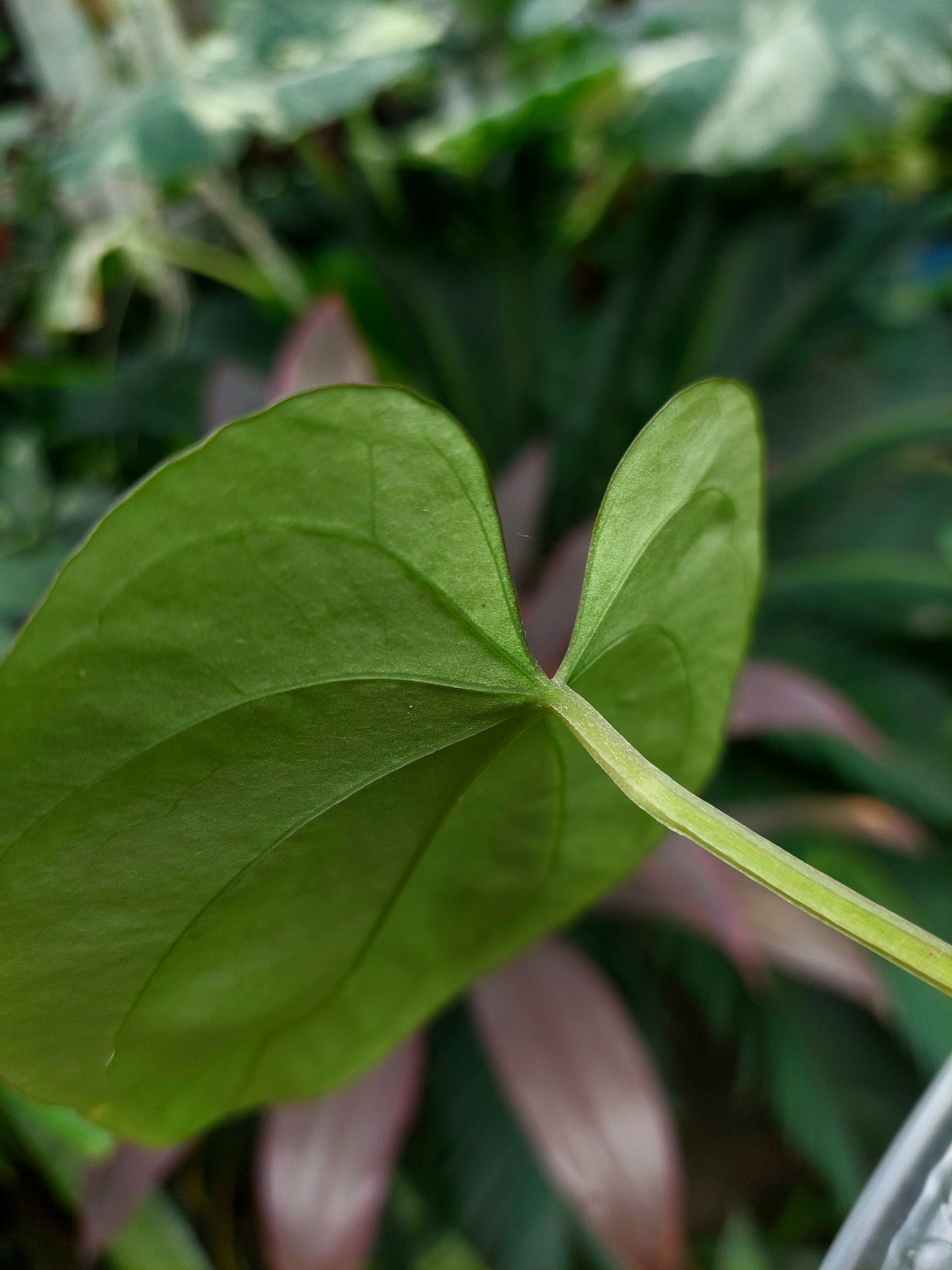 Anthurium Dressleri "Rio Guanche" (EXACT PLANT)