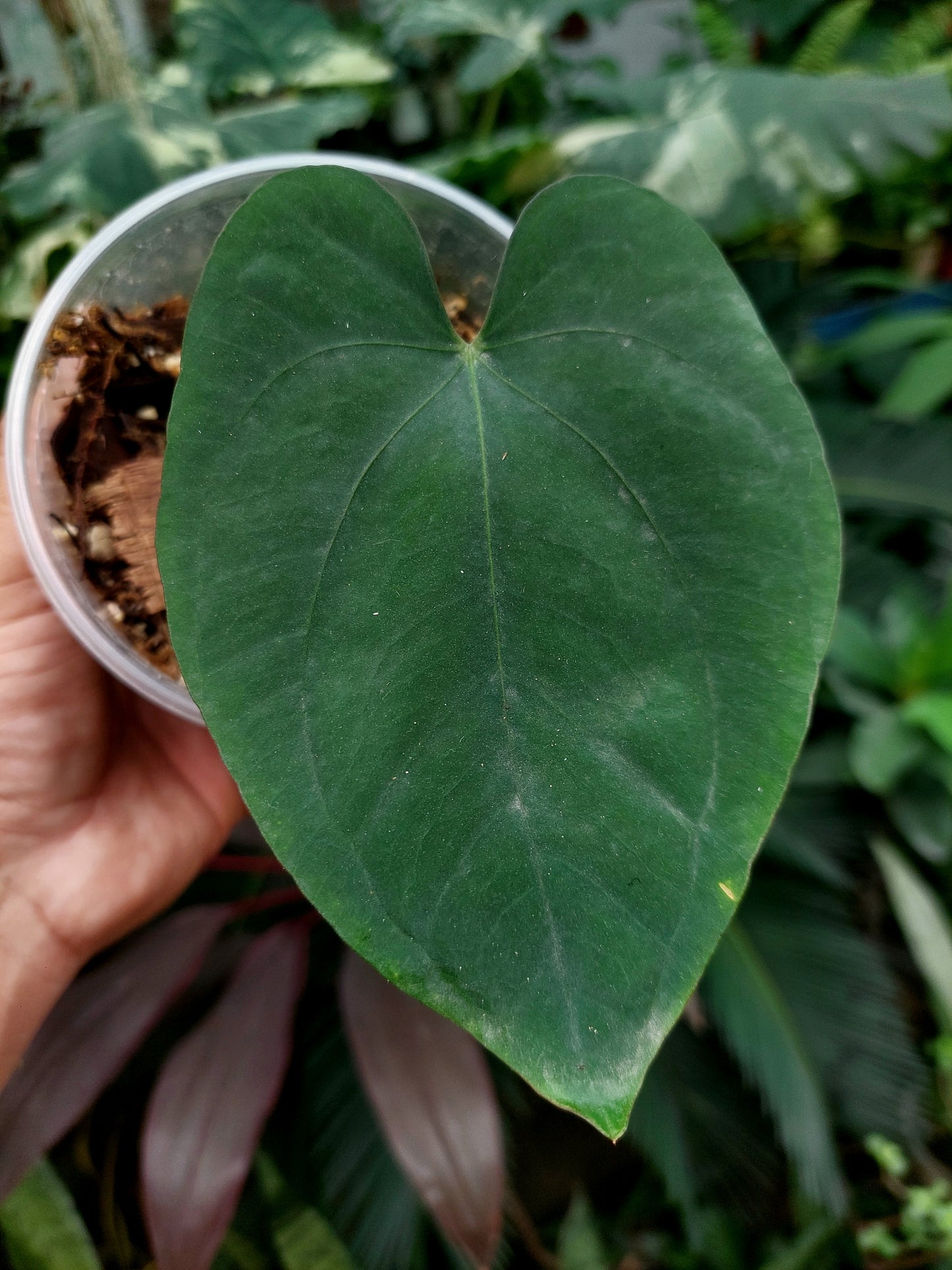 Anthurium Dressleri "Rio Guanche" (EXACT PLANT)