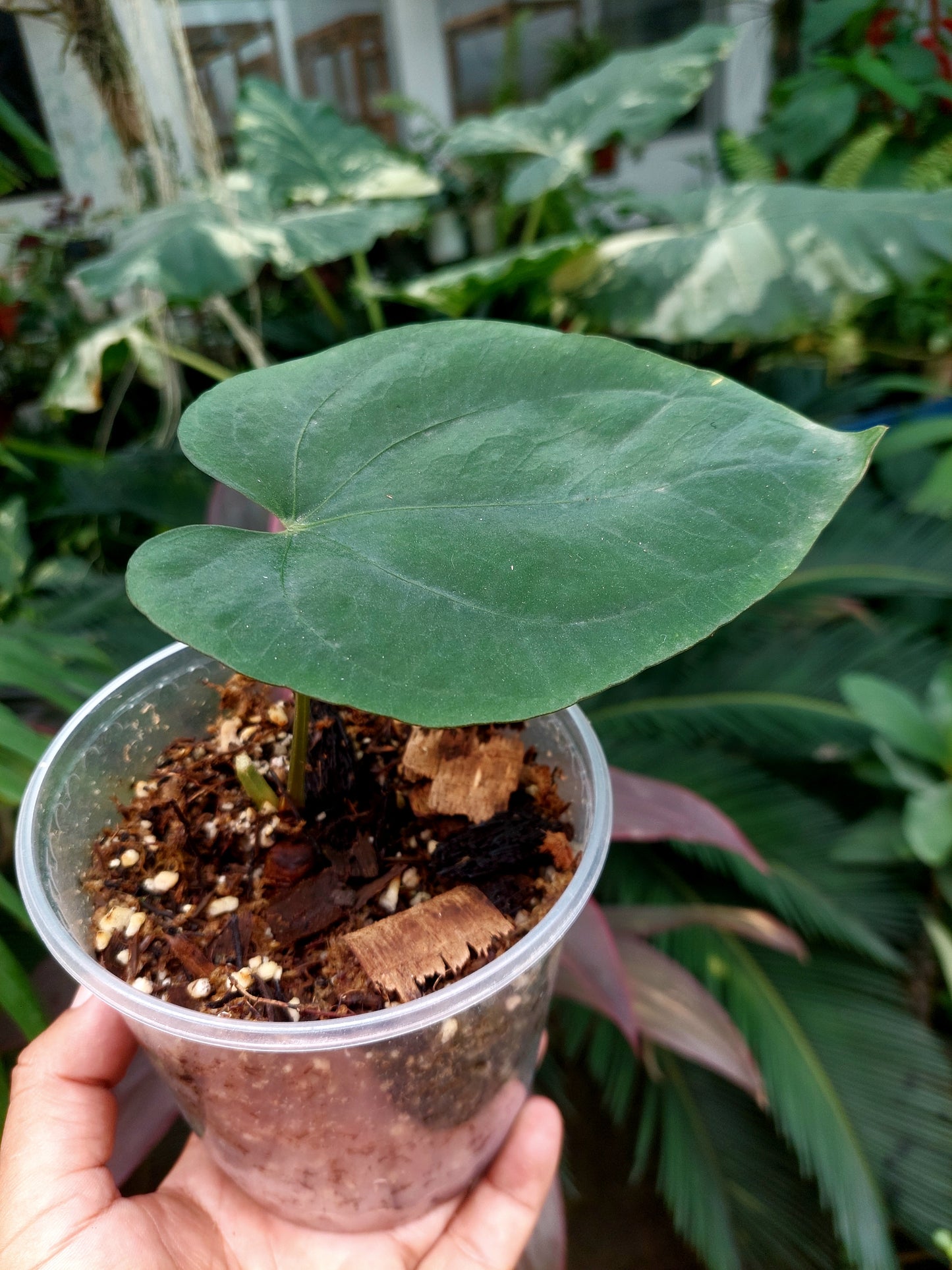 Anthurium Dressleri "Rio Guanche" (EXACT PLANT)