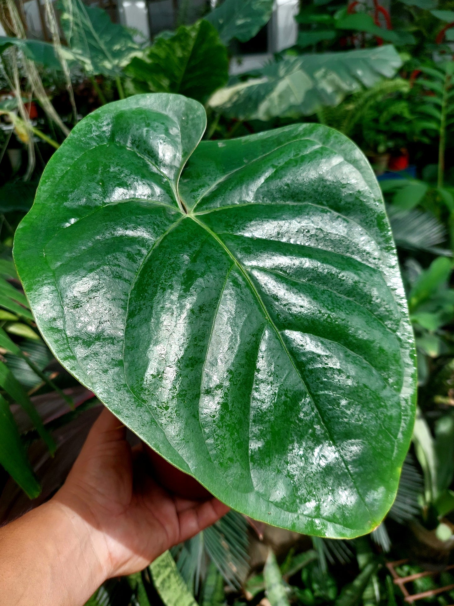 Anthurium sp. Silver Peru BIG PLANT Wild Ecotype (EXACT PLANT)