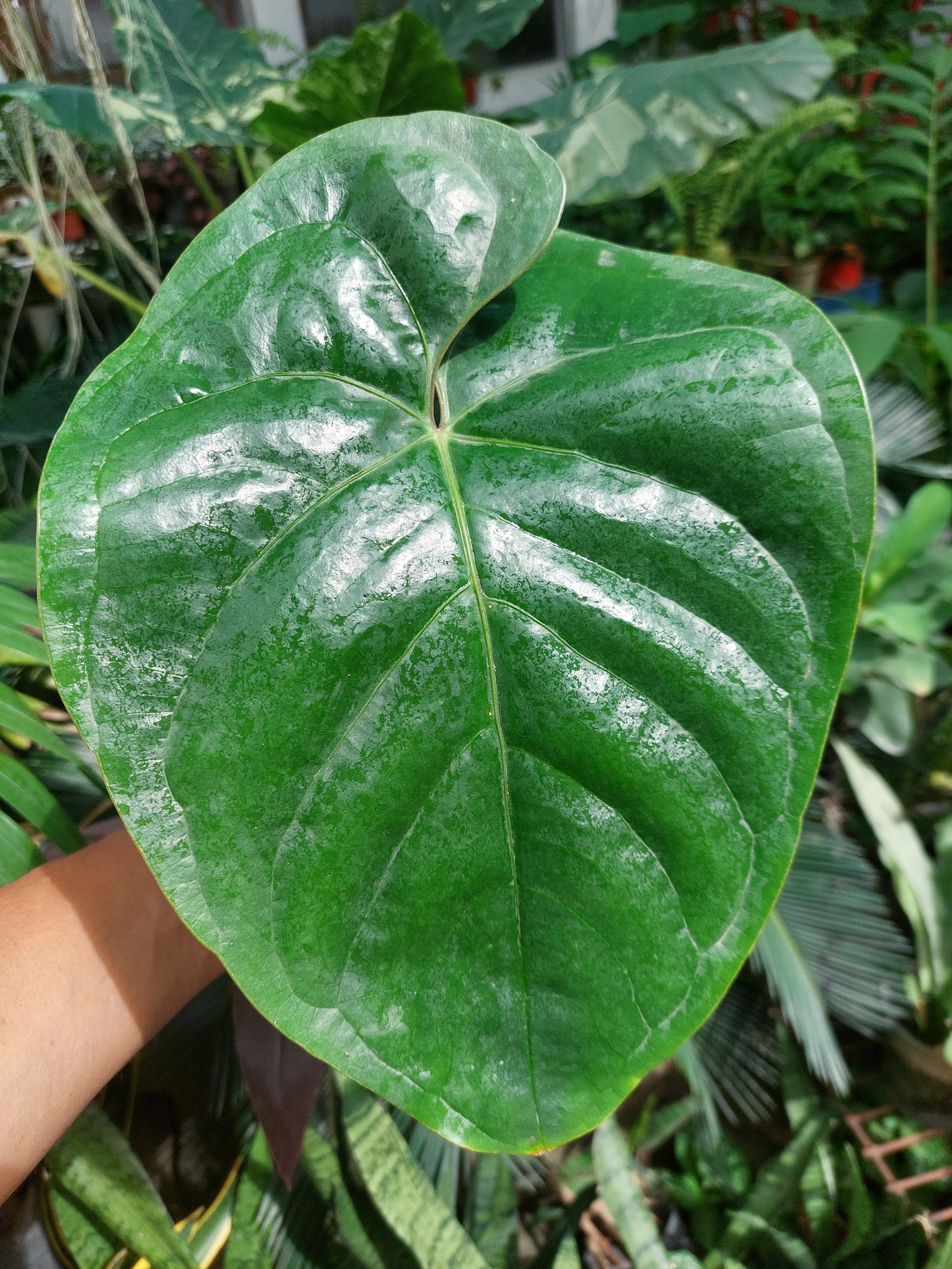 Anthurium sp. Silver Peru BIG PLANT Wild Ecotype (EXACT PLANT)