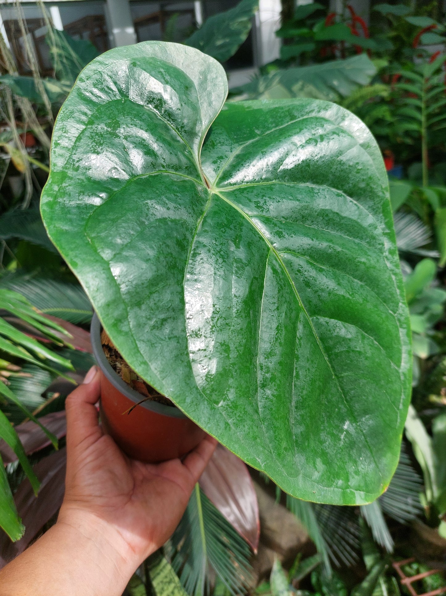 Anthurium sp. Silver Peru BIG PLANT Wild Ecotype (EXACT PLANT)