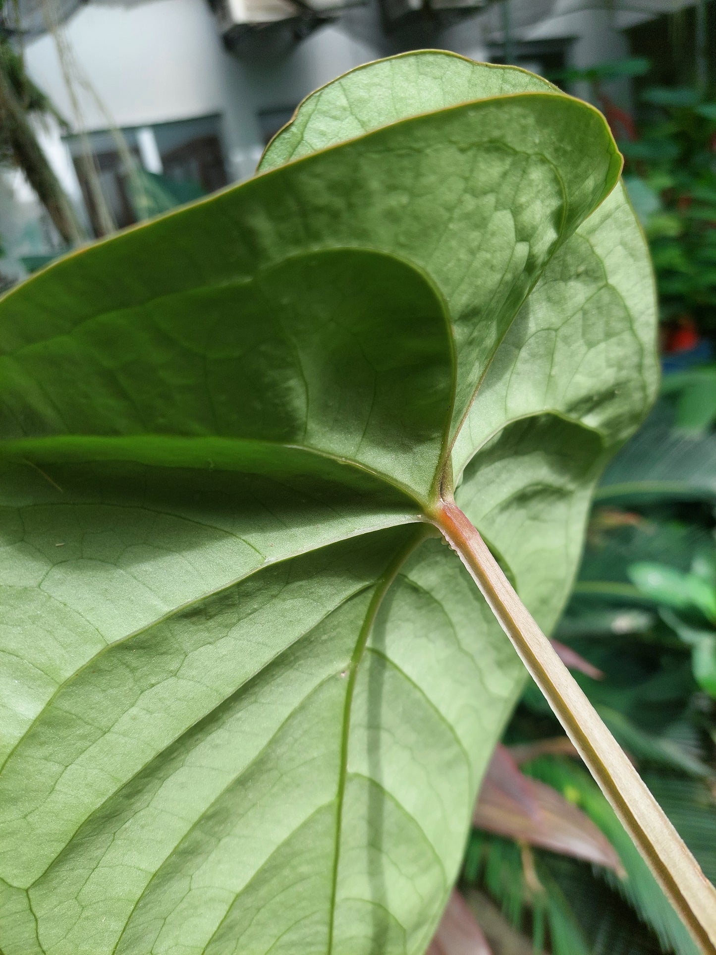 Anthurium sp. Silver Peru BIG PLANT Wild Ecotype (EXACT PLANT)