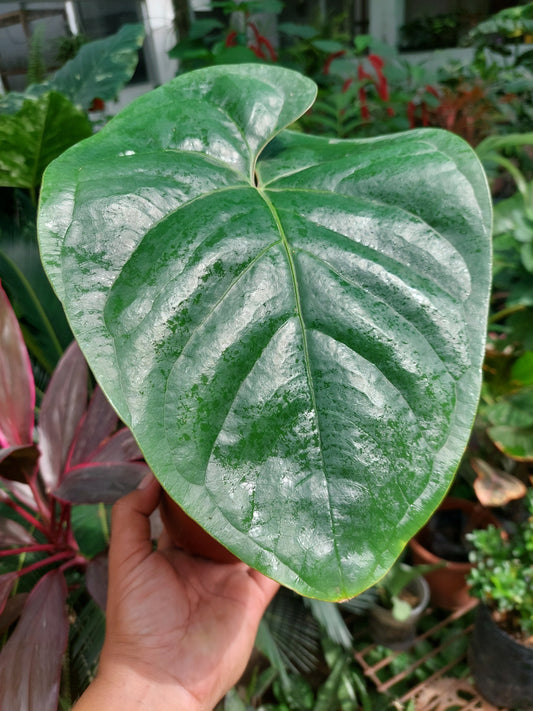 Anthurium sp. Silver Peru BIG PLANT Wild Ecotype (EXACT PLANT)