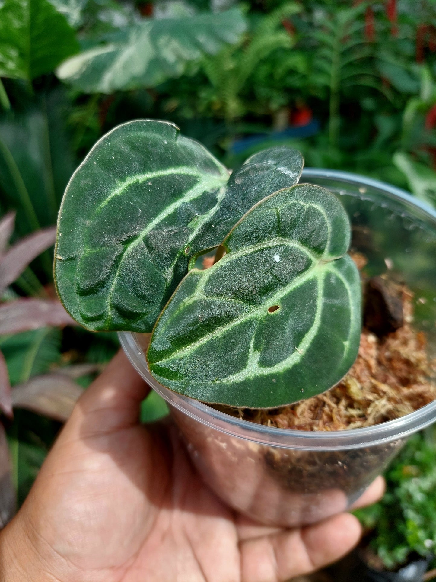 Anthurium Carlablackiae Small Size with 2 Leaves (EXACT PLANT)