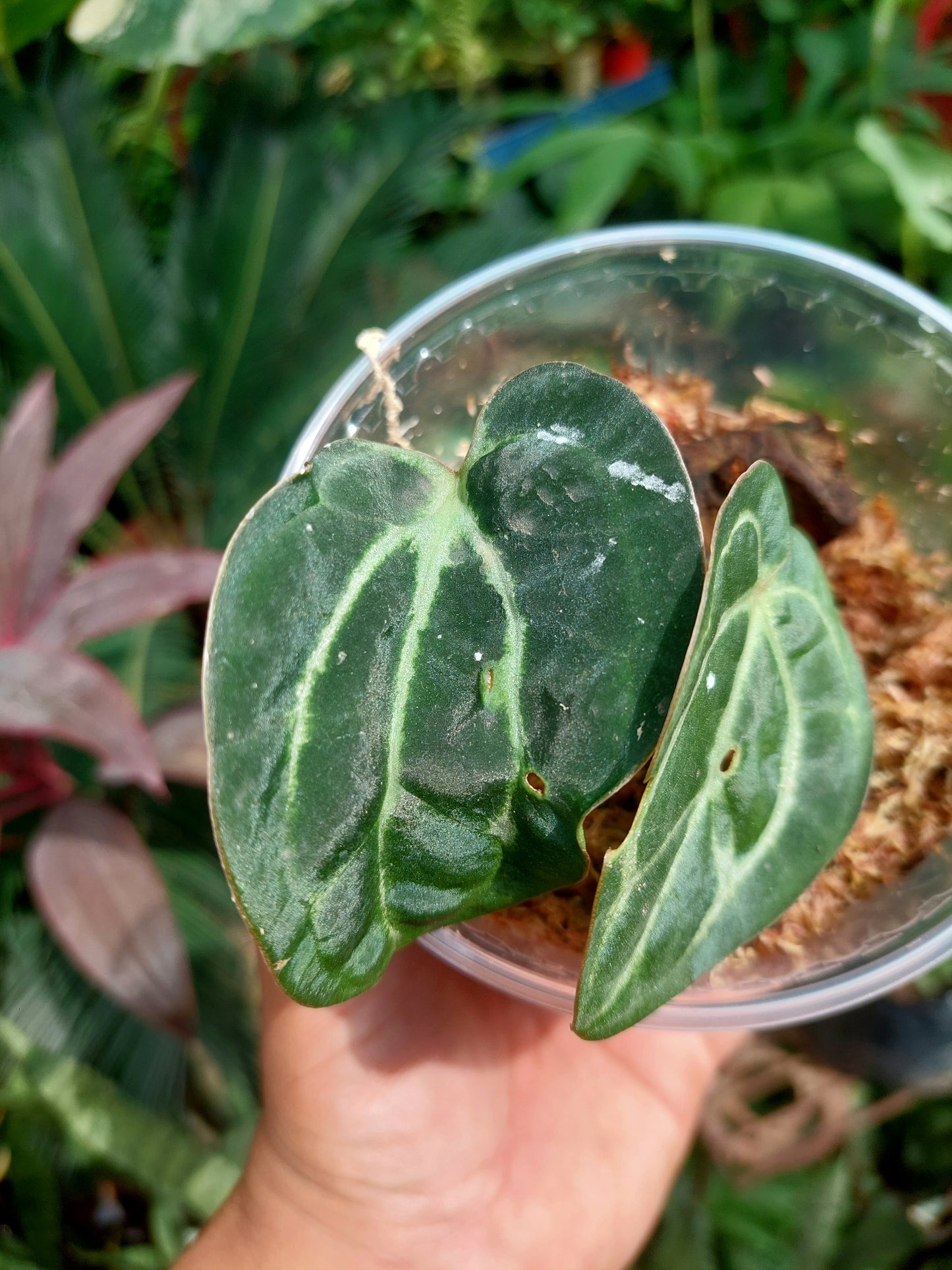 Anthurium Carlablackiae Small Size with 2 Leaves (EXACT PLANT)