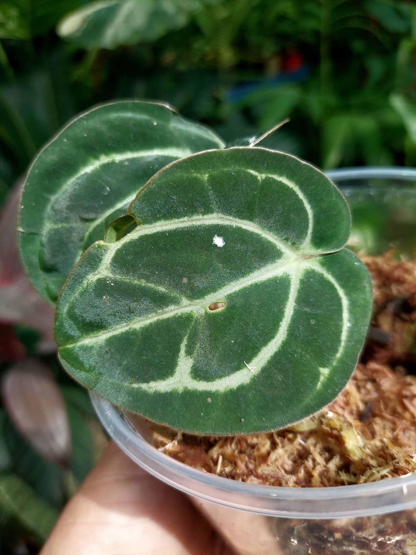 Anthurium Carlablackiae Small Size with 2 Leaves (EXACT PLANT)