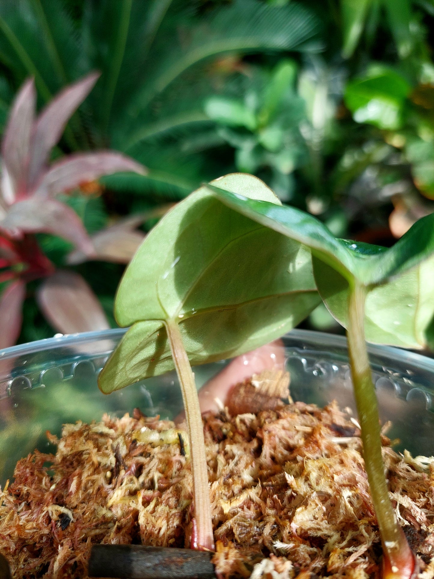 Anthurium Carlablackiae Small Size with 2 Leaves (EXACT PLANT)