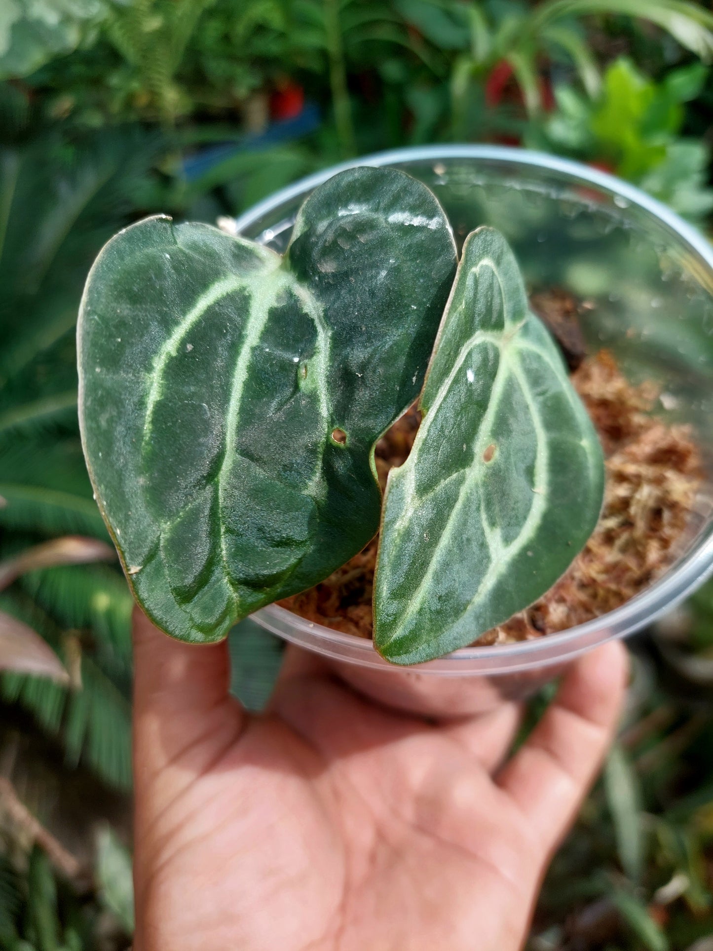 Anthurium Carlablackiae Small Size with 2 Leaves (EXACT PLANT)