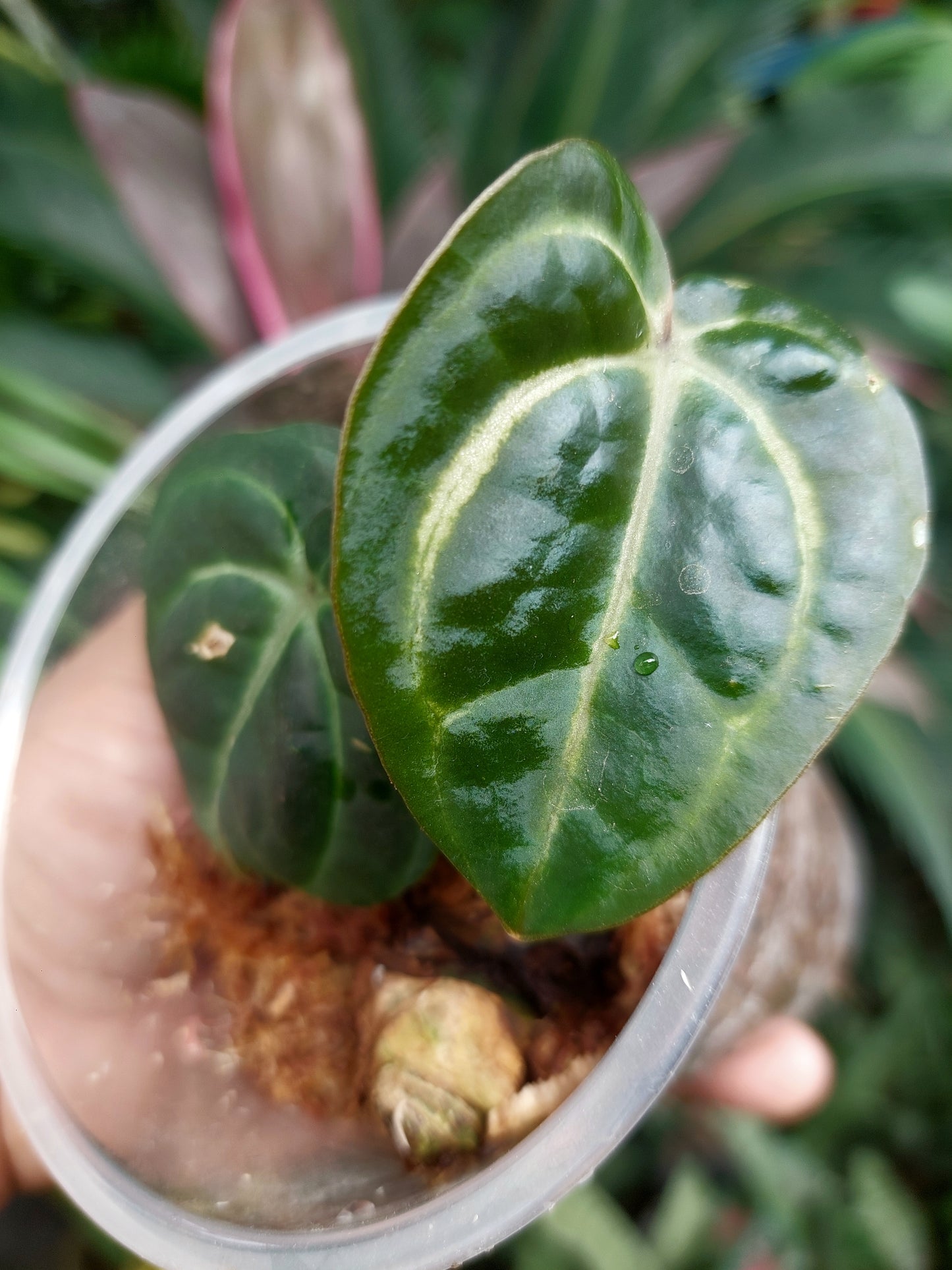 Anthurium Carlablackiae Small Size with 2 Leaves (EXACT PLANT)