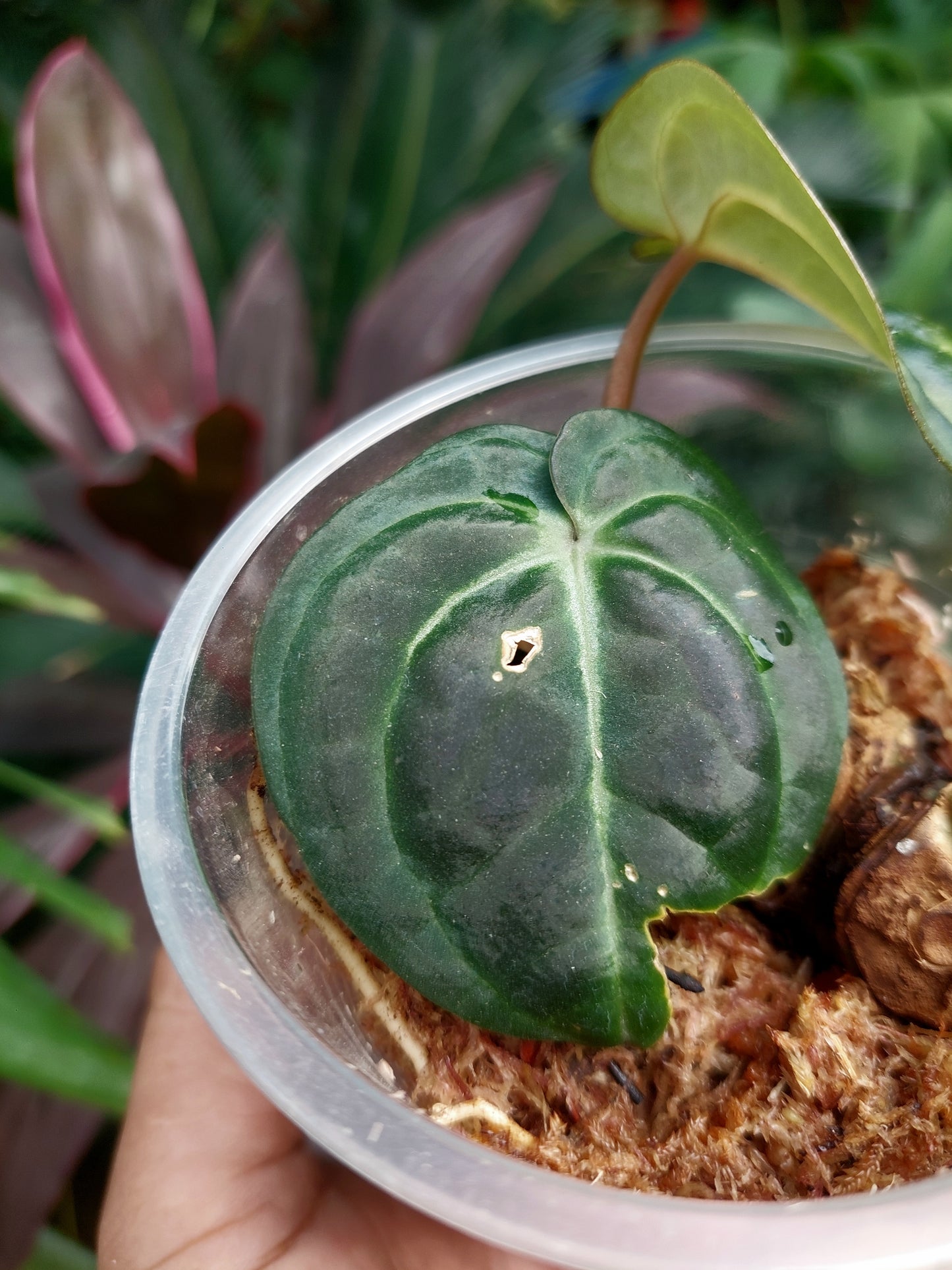 Anthurium Carlablackiae Small Size with 2 Leaves (EXACT PLANT)