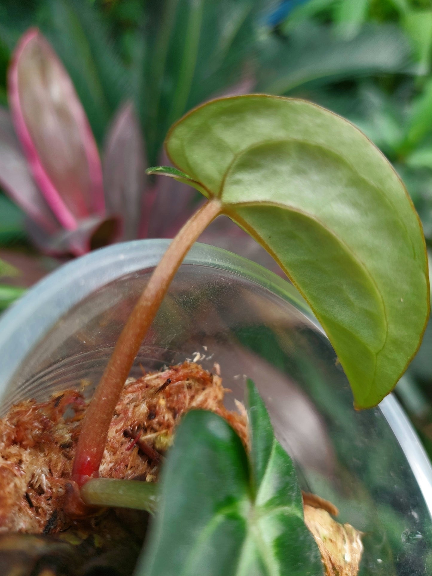 Anthurium Carlablackiae Small Size with 2 Leaves (EXACT PLANT)