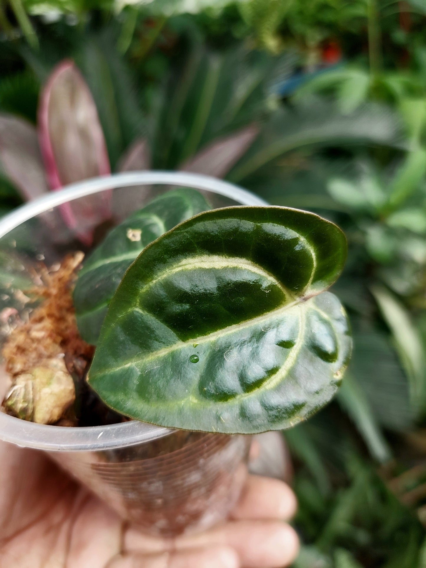 Anthurium Carlablackiae Small Size with 2 Leaves (EXACT PLANT)