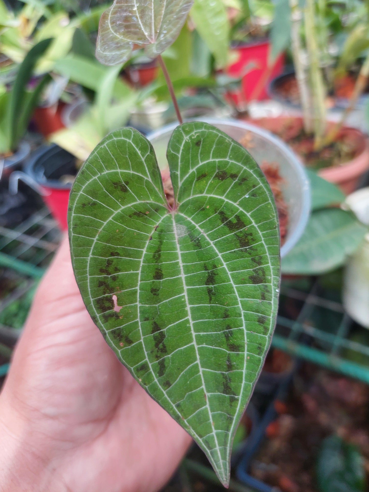 Dioscorea discolor 'Green Camo' (EXACT PLANT)